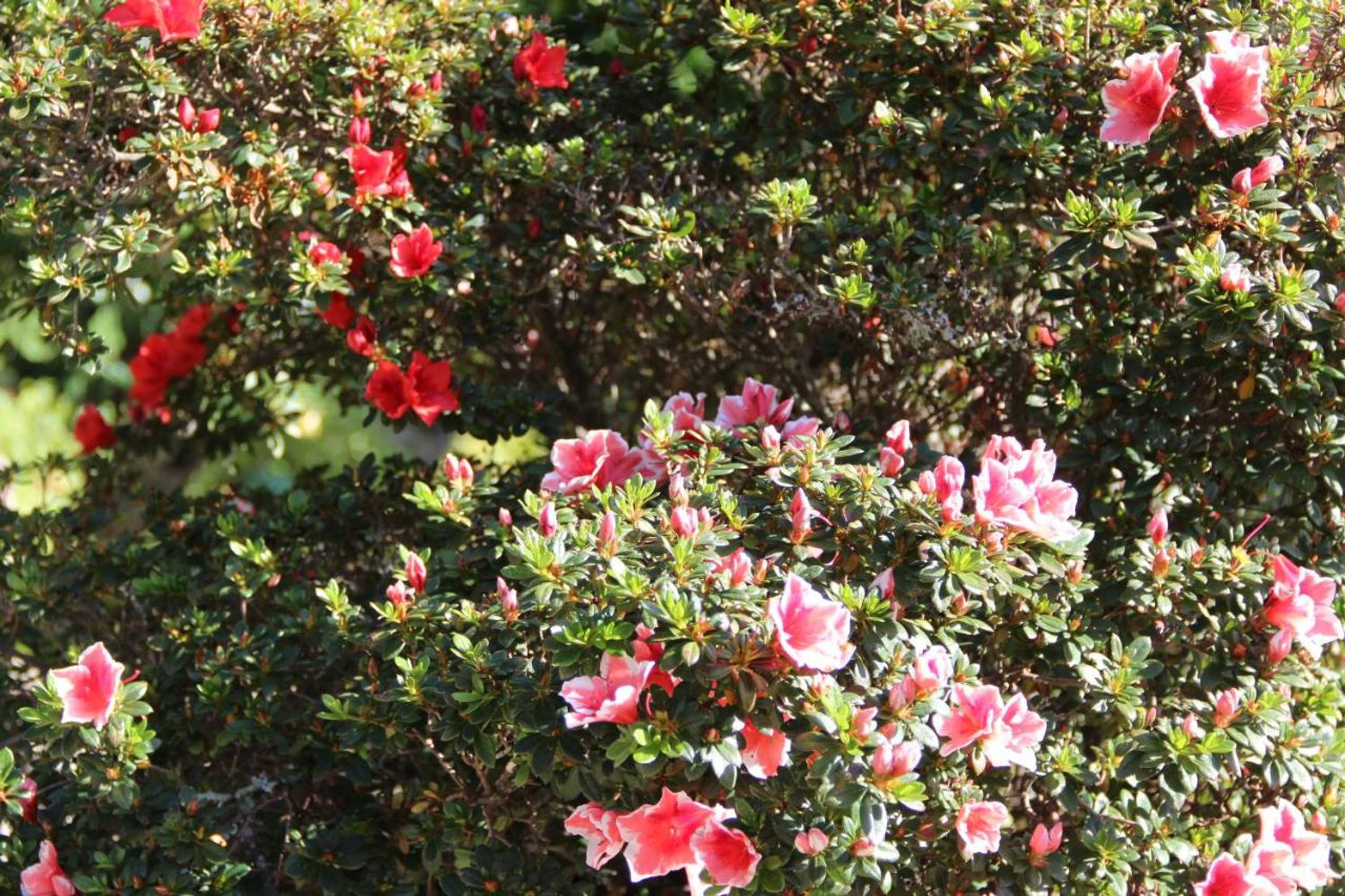 Gift card for Quinta de Canhões