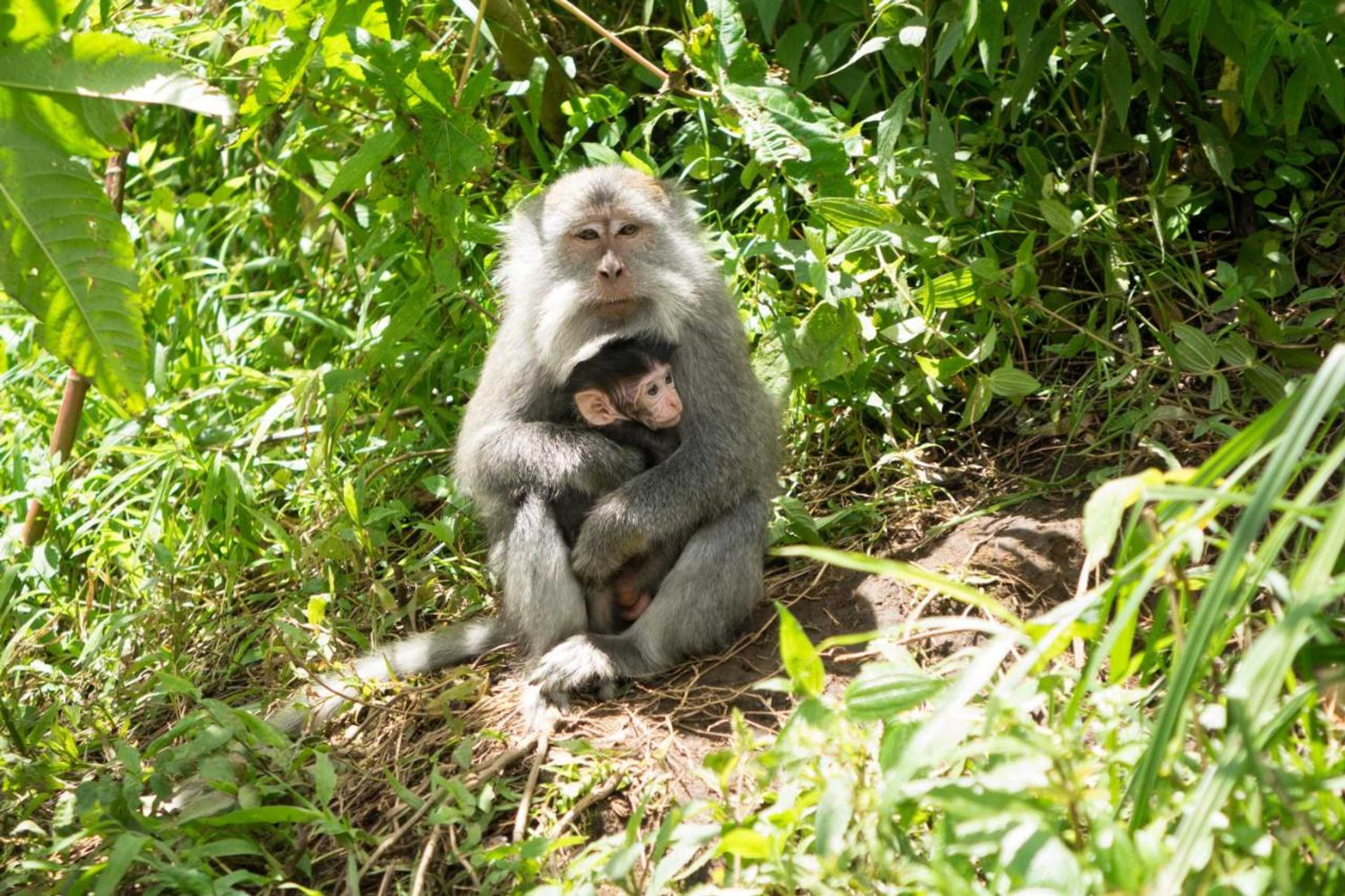 Gift card for Bidara Cottage