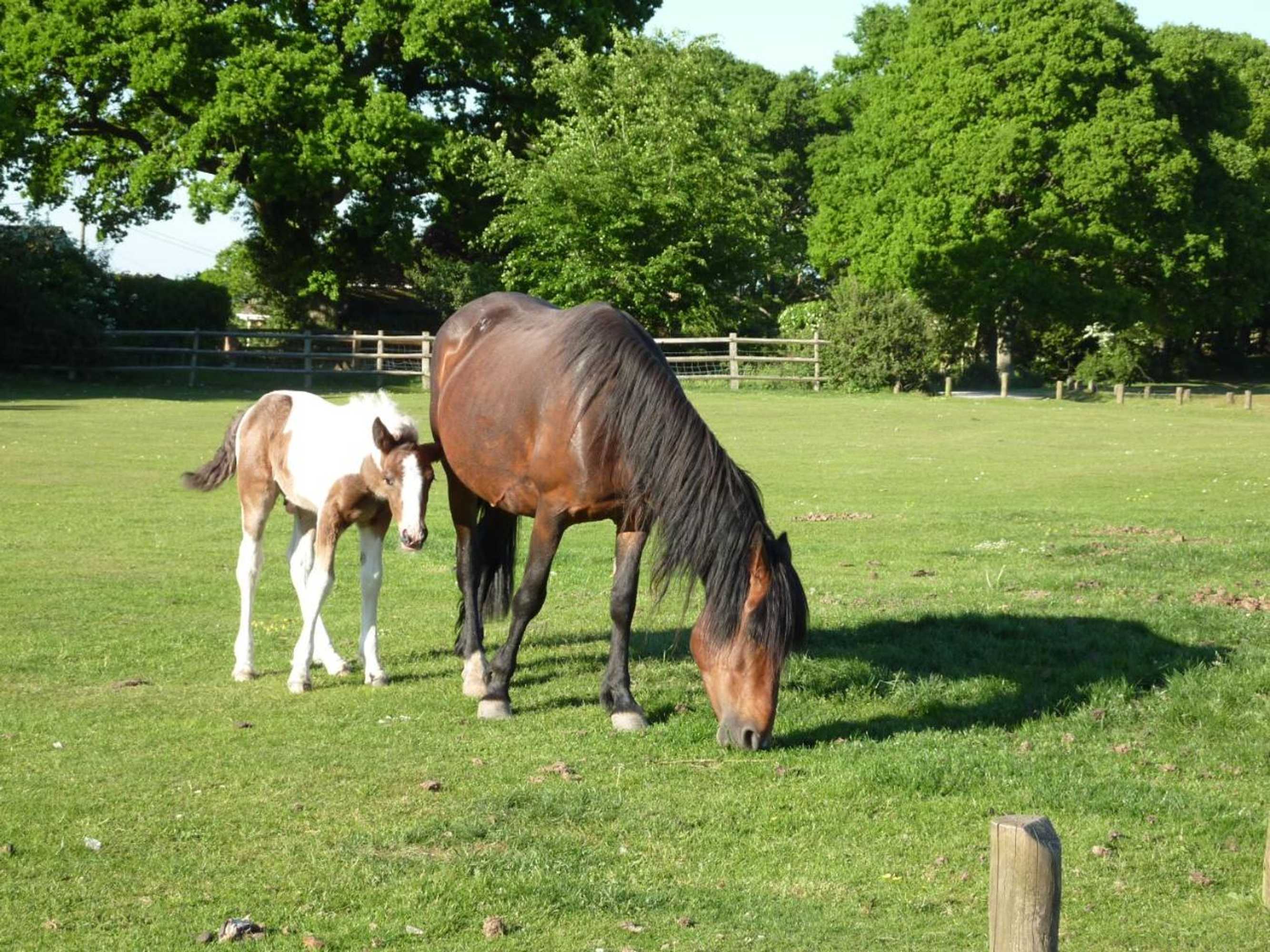 Gift card for Cypress Log Cabins Accommodation Gift card for Cypress Log Cabins Accommodation