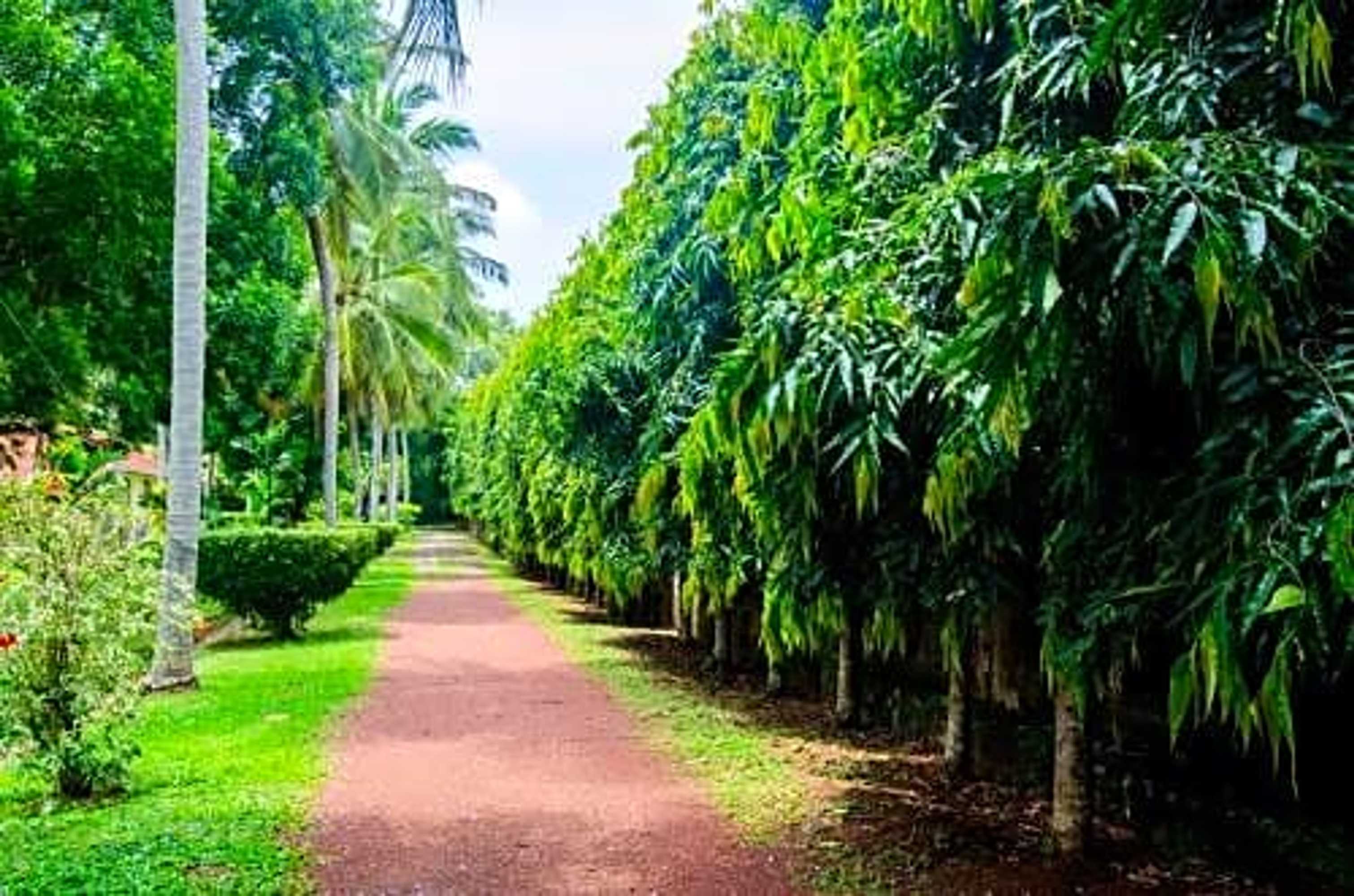 Gift card for Tamarind Tree Garden Resort - Katunayake Gift card for Tamarind Tree Garden Resort - Katunayake