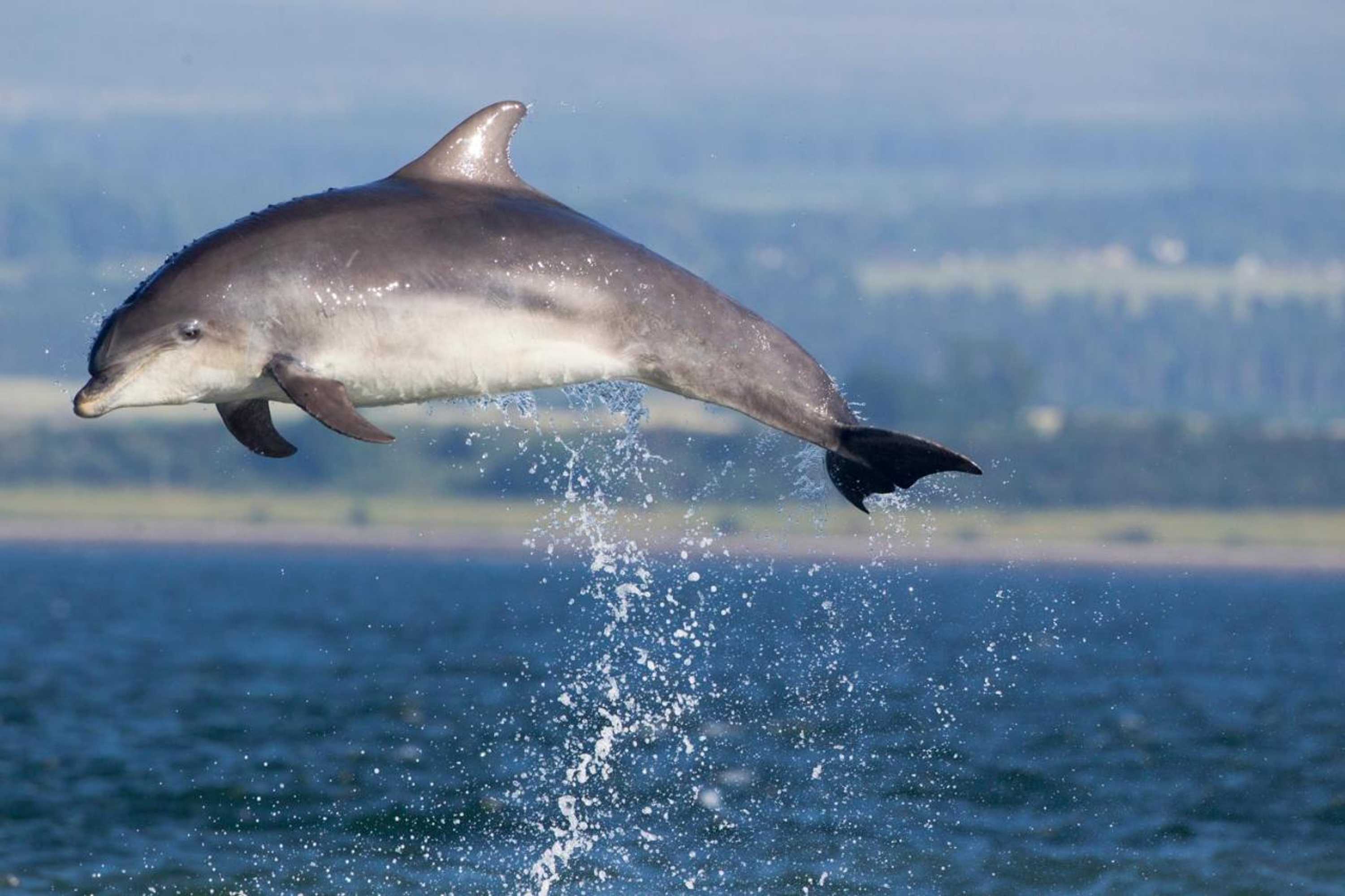 Gift card for Dolphin View Hillockhead