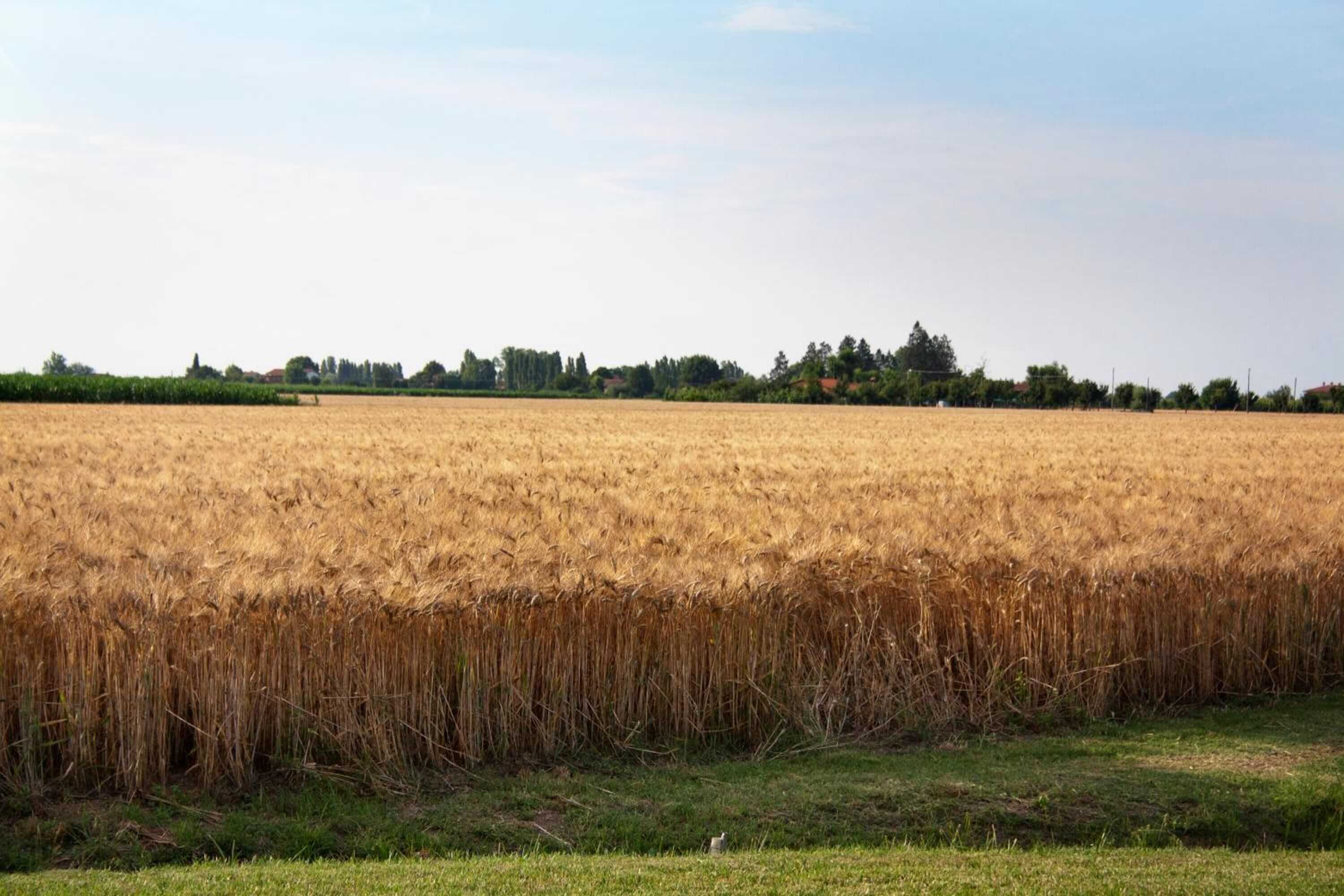 Gift card for Alla Corte Del Picchio