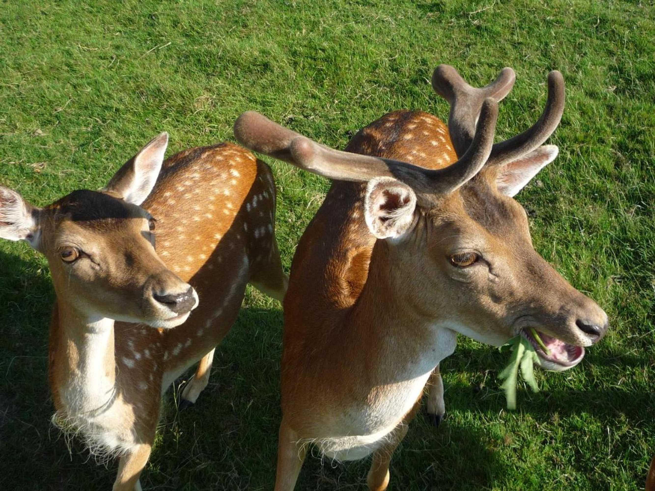 Gift card for Waldgasthof & Hotel Am Sauwald