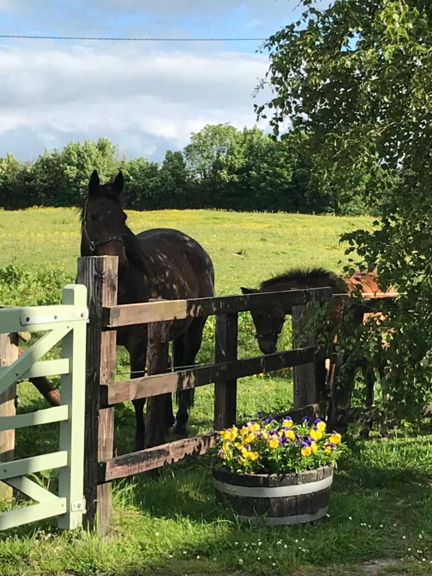 Gift card for Rossmanagher House