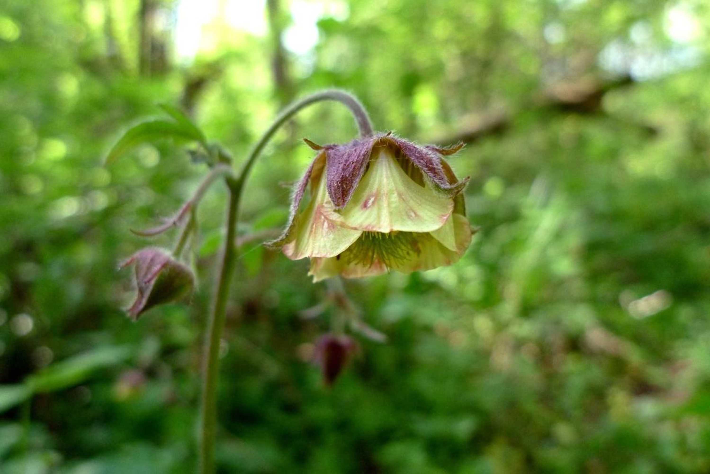 Gift card for Weibos Bed & Breakfast