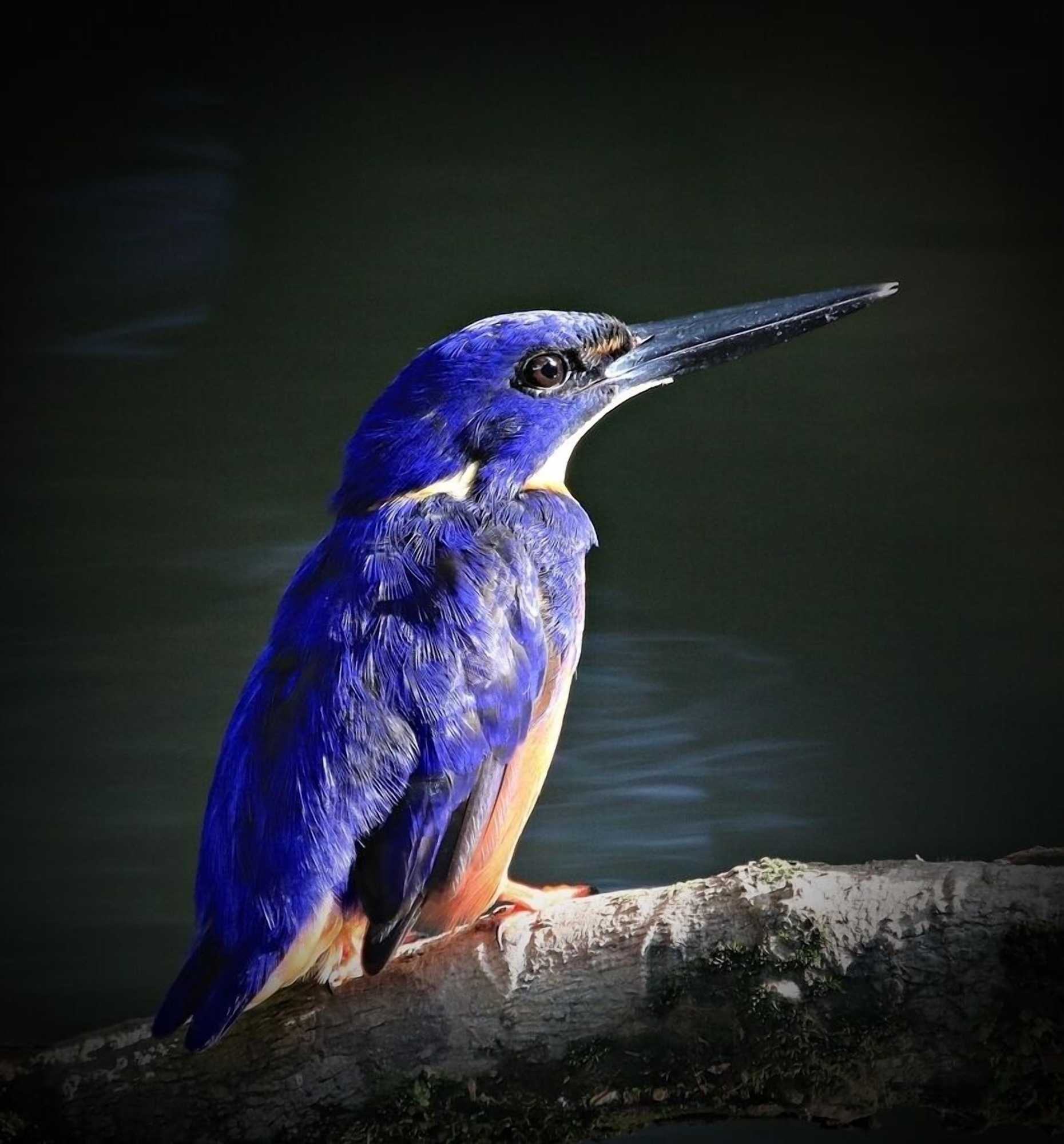 Gift card for Egrets Rest - Daintree