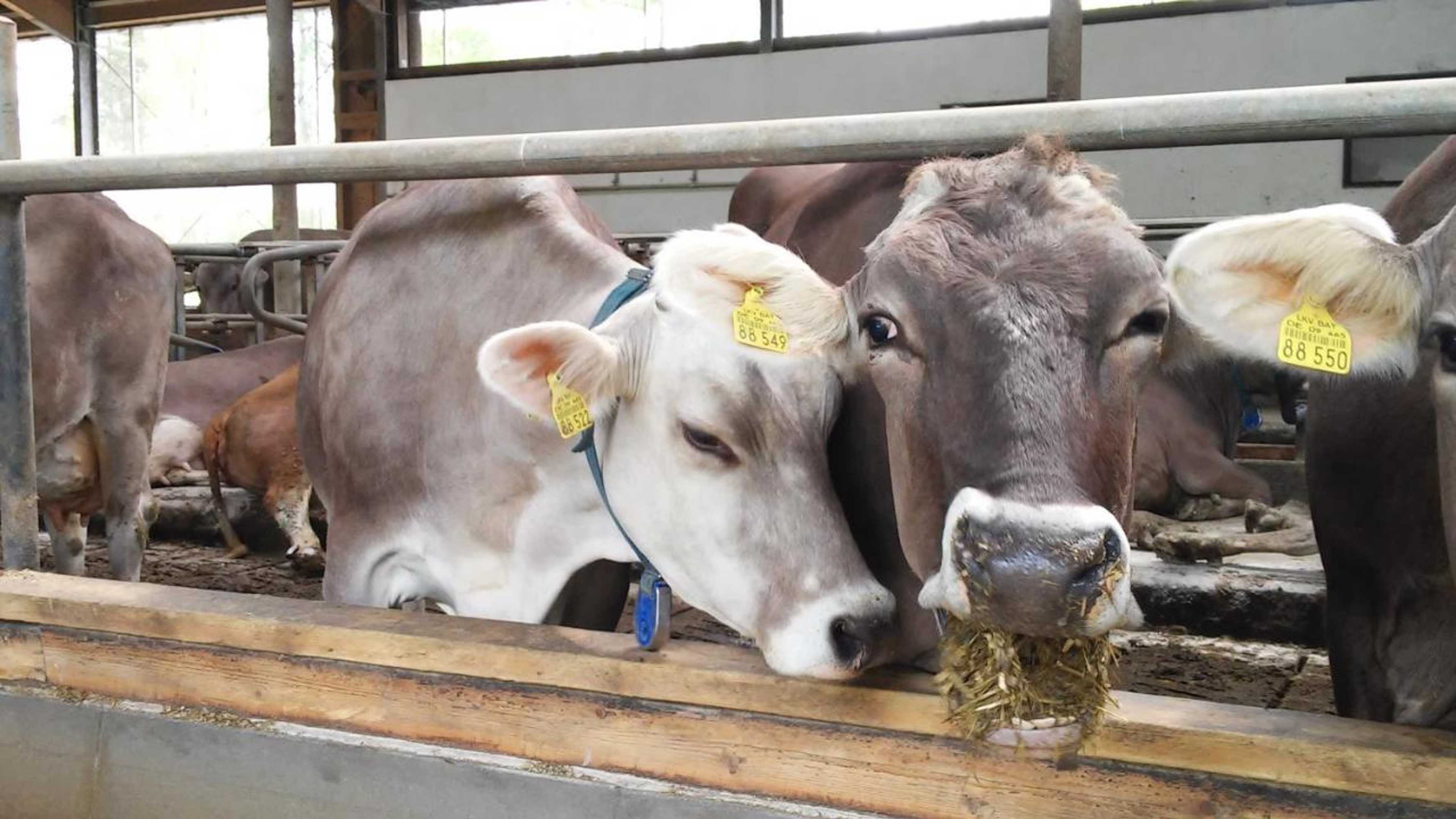 Gift card for Moarhof Holzhausen