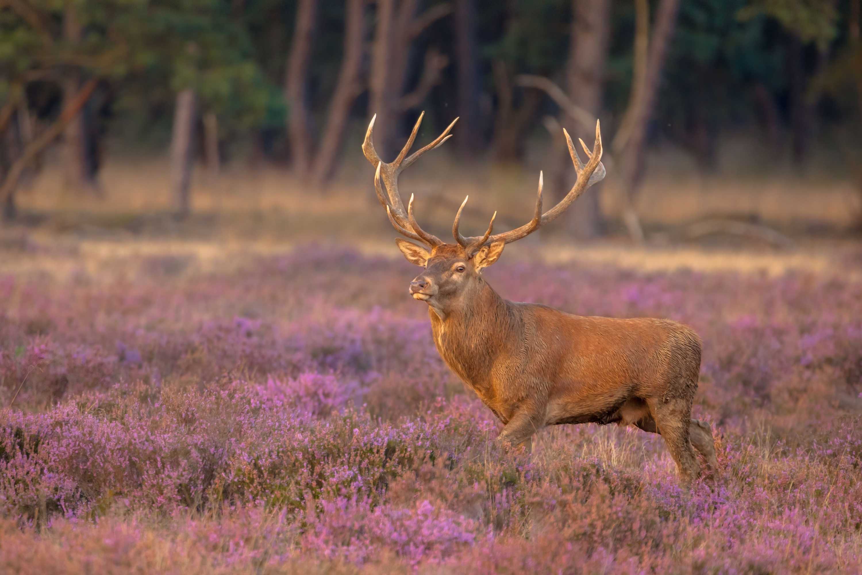 Gift card for Veluwe Hotel De Beyaerd