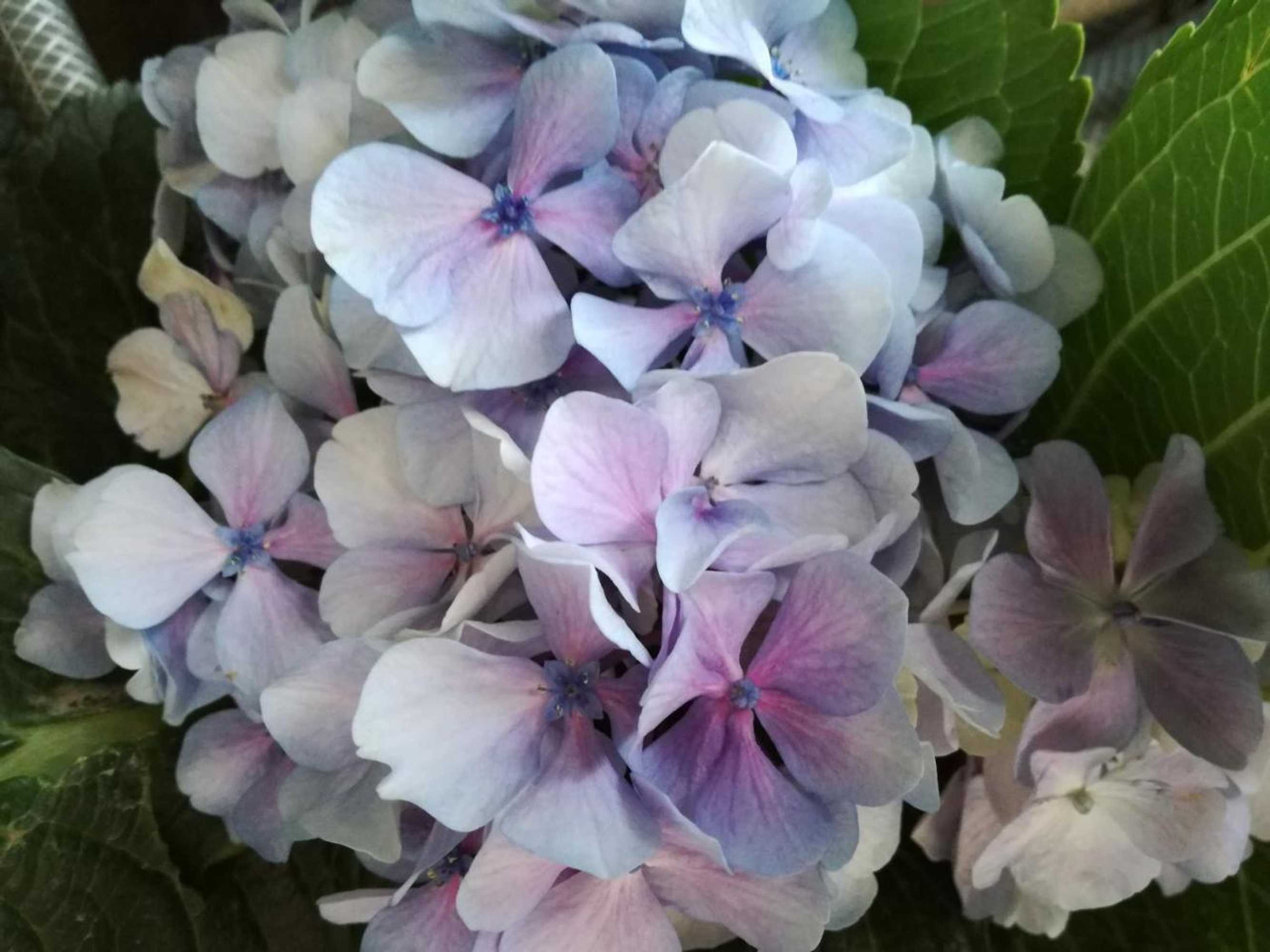 Gift card for O Zé Já Dormiu Aqui