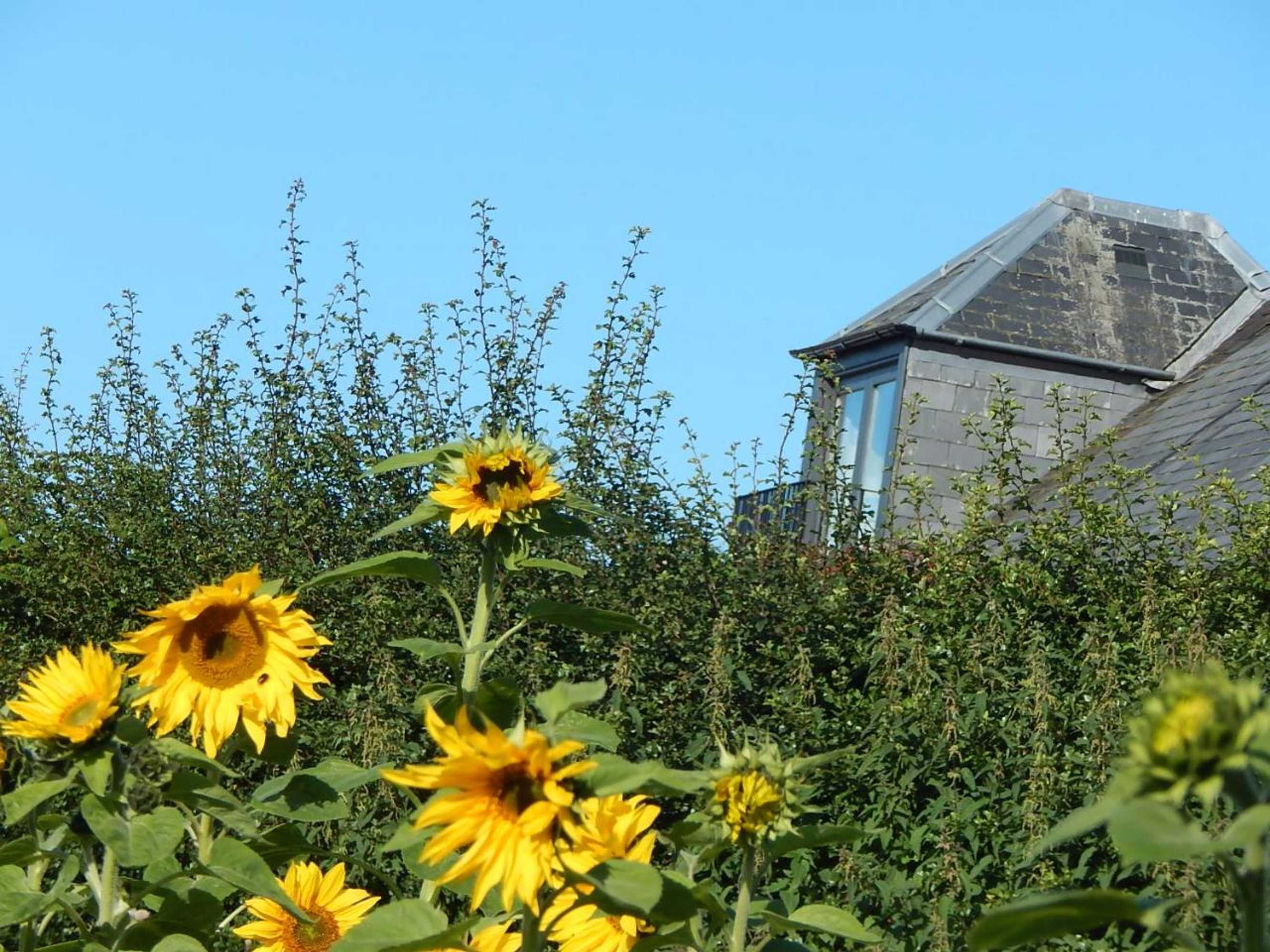 Gift card for Plumtree Cottage