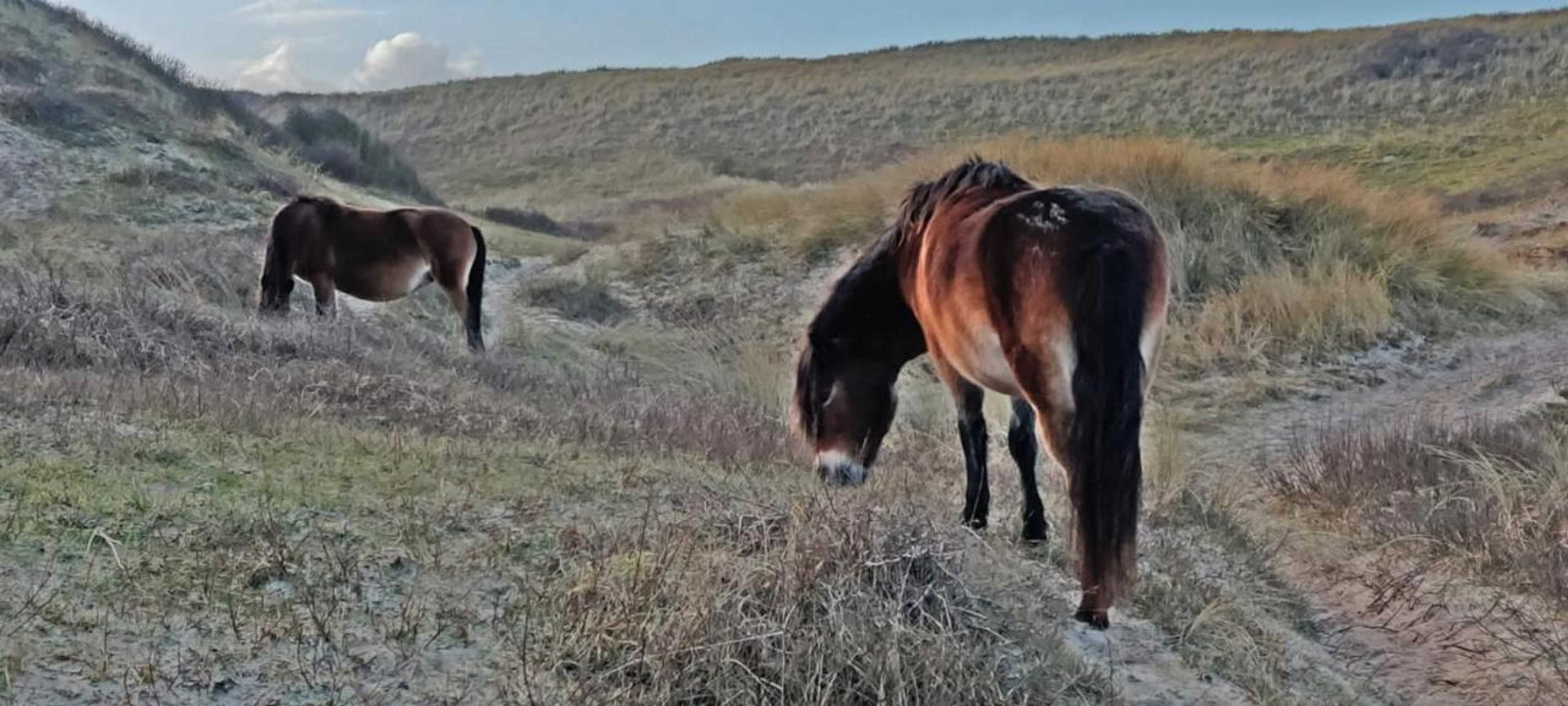 Gift card for Villa Prinsenhof # Eén