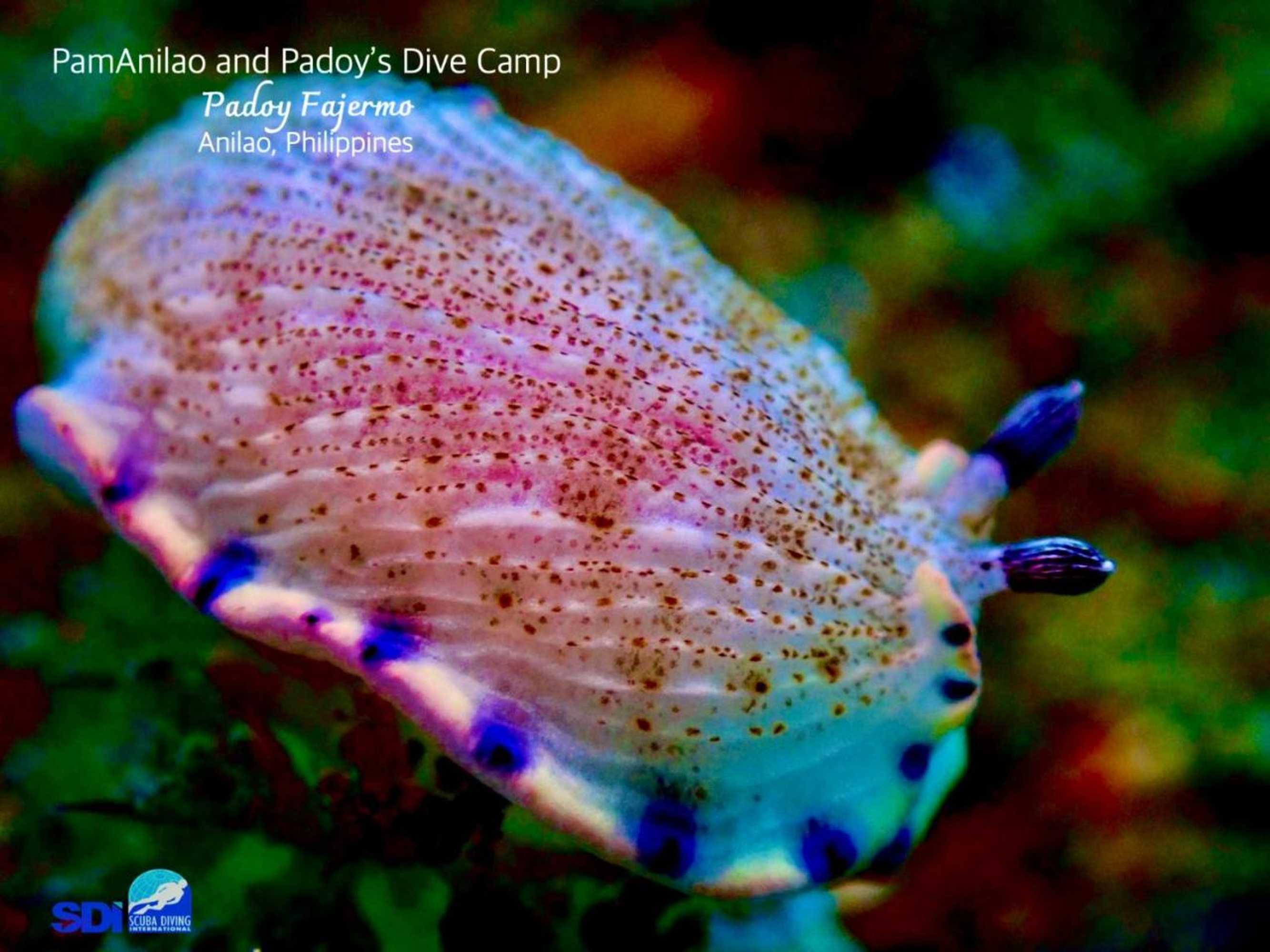 Gift card for Pamanilao And Padoy's Dive Camp Gift card for Pamanilao And Padoy's Dive Camp