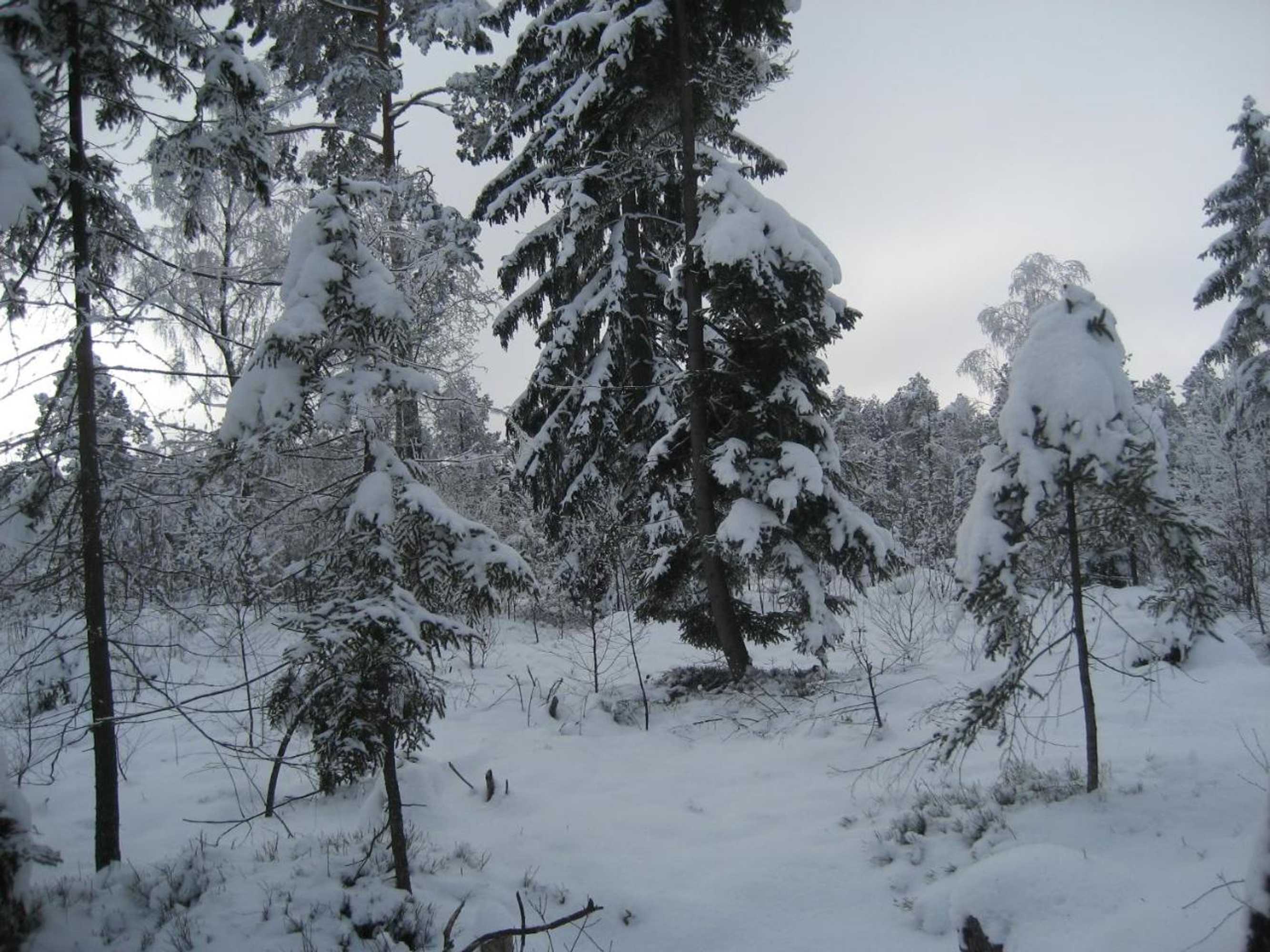 Gift card for Ferienwohnungen Weber