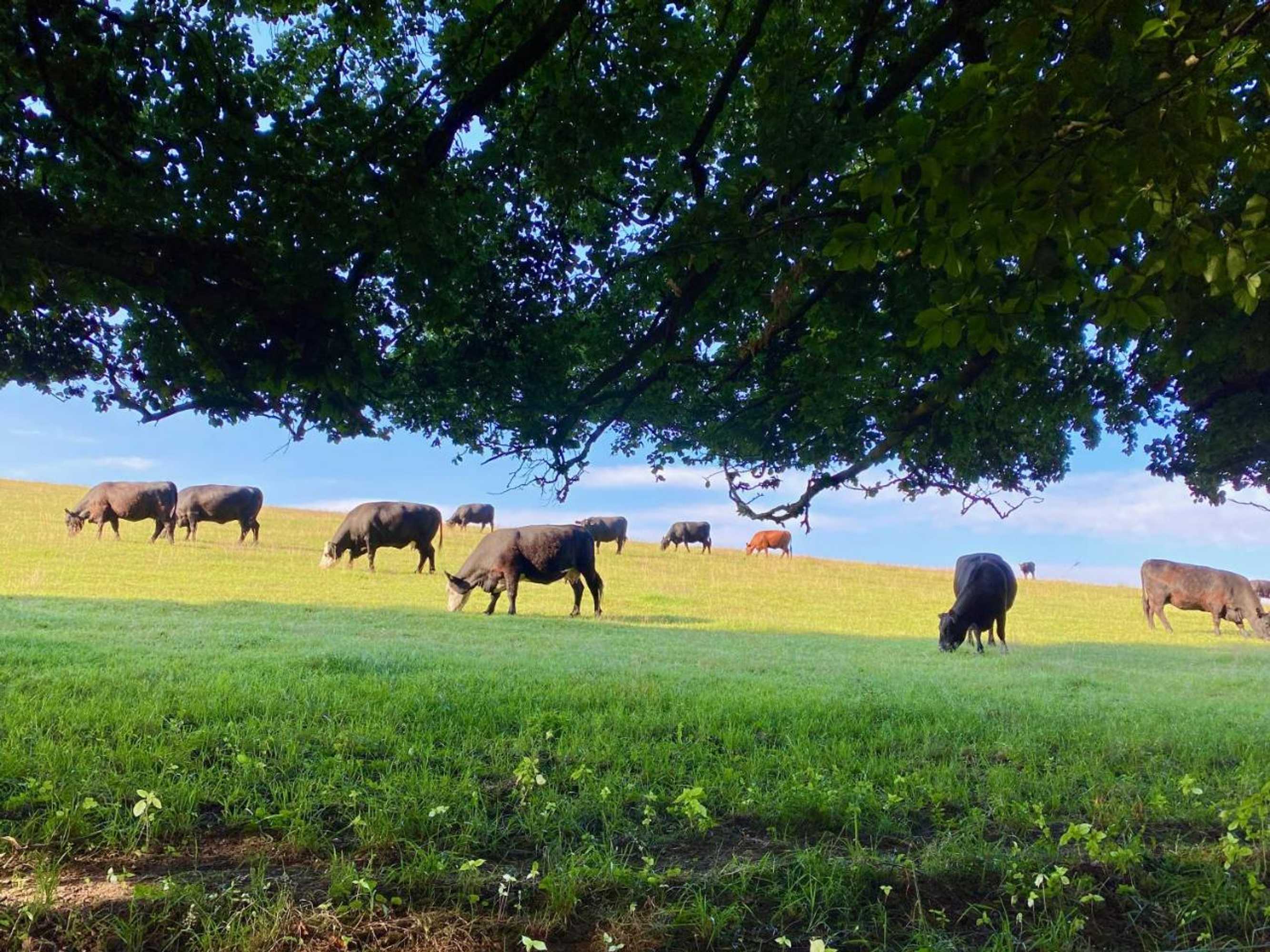 Gift card for Haus Maria Isenburg - Naturpark Rhein-Westerwald
