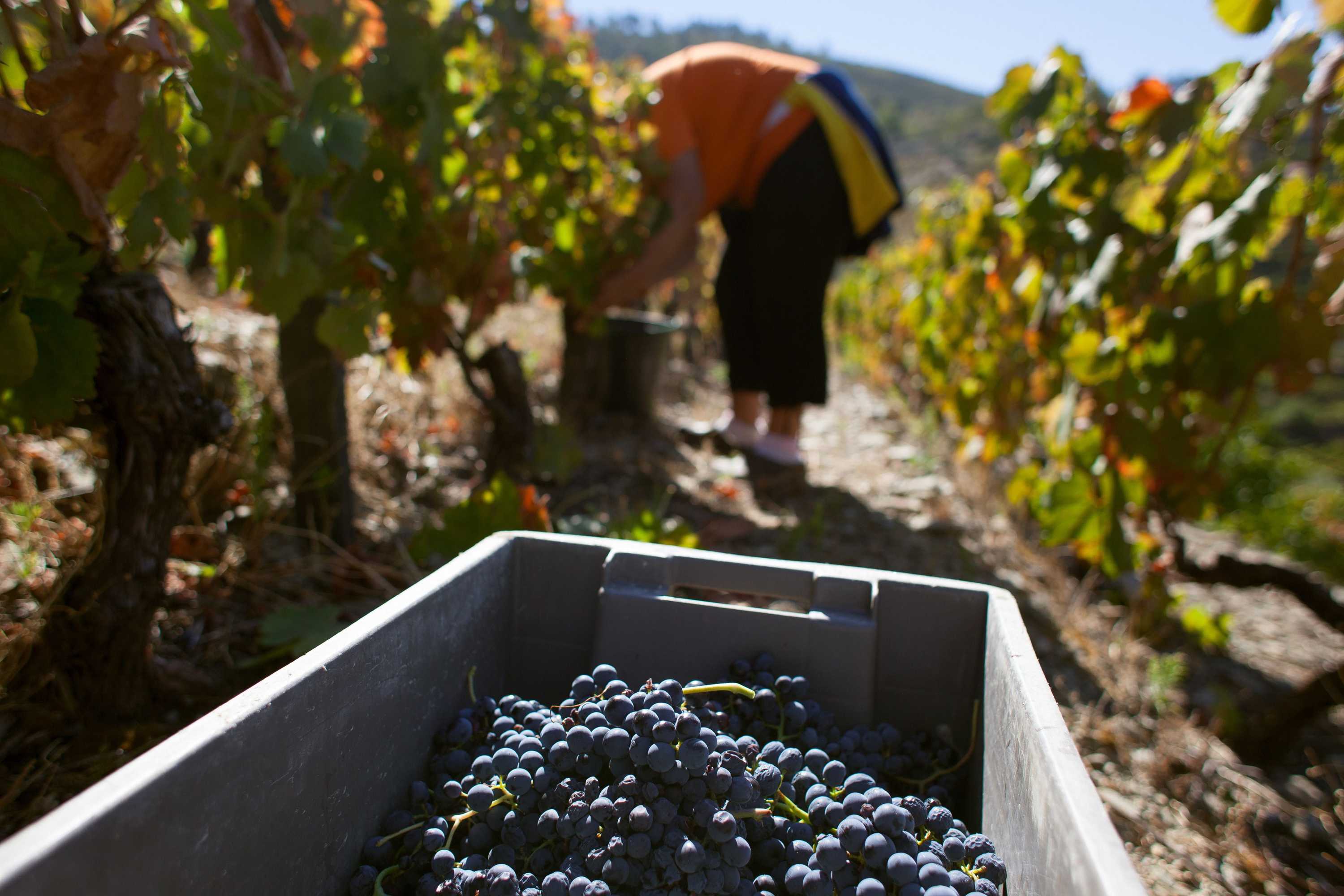 Gift card for Hotel Rural Quinta do Silval