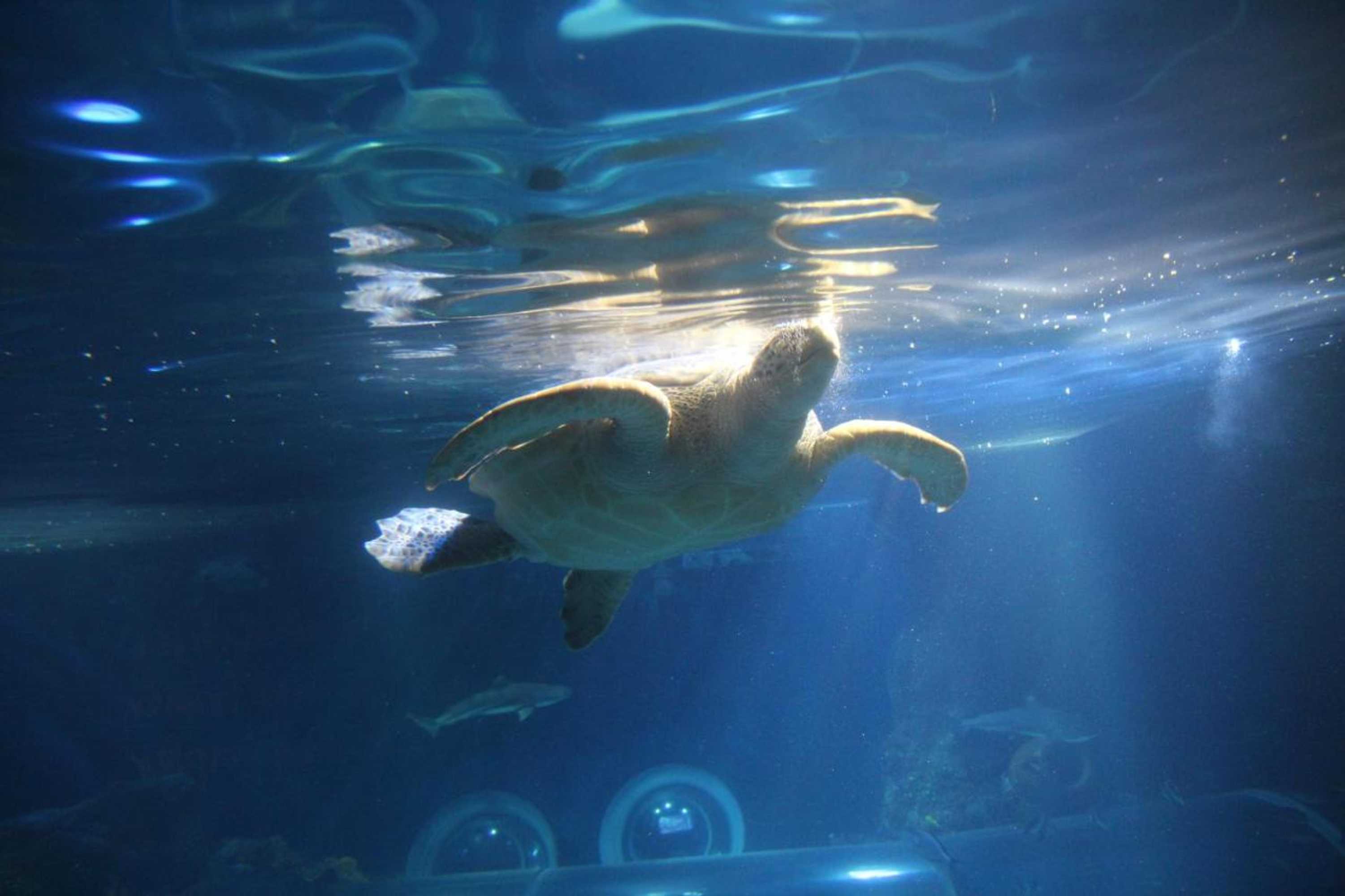 Gift card for Hotel Krone Stühlingen - Das Tor Zum Südschwarzwald