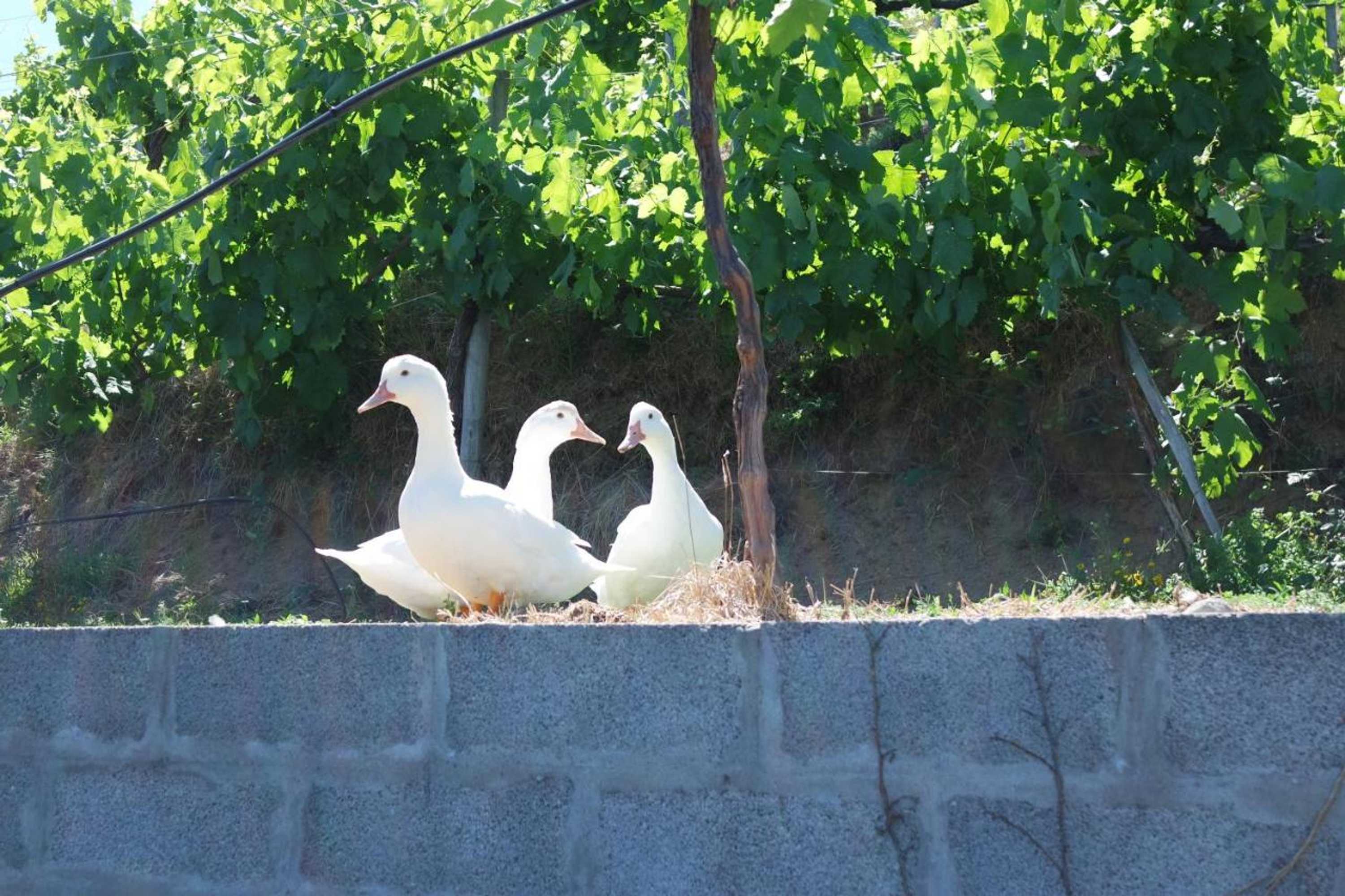 Gift card for Quinta do Alto