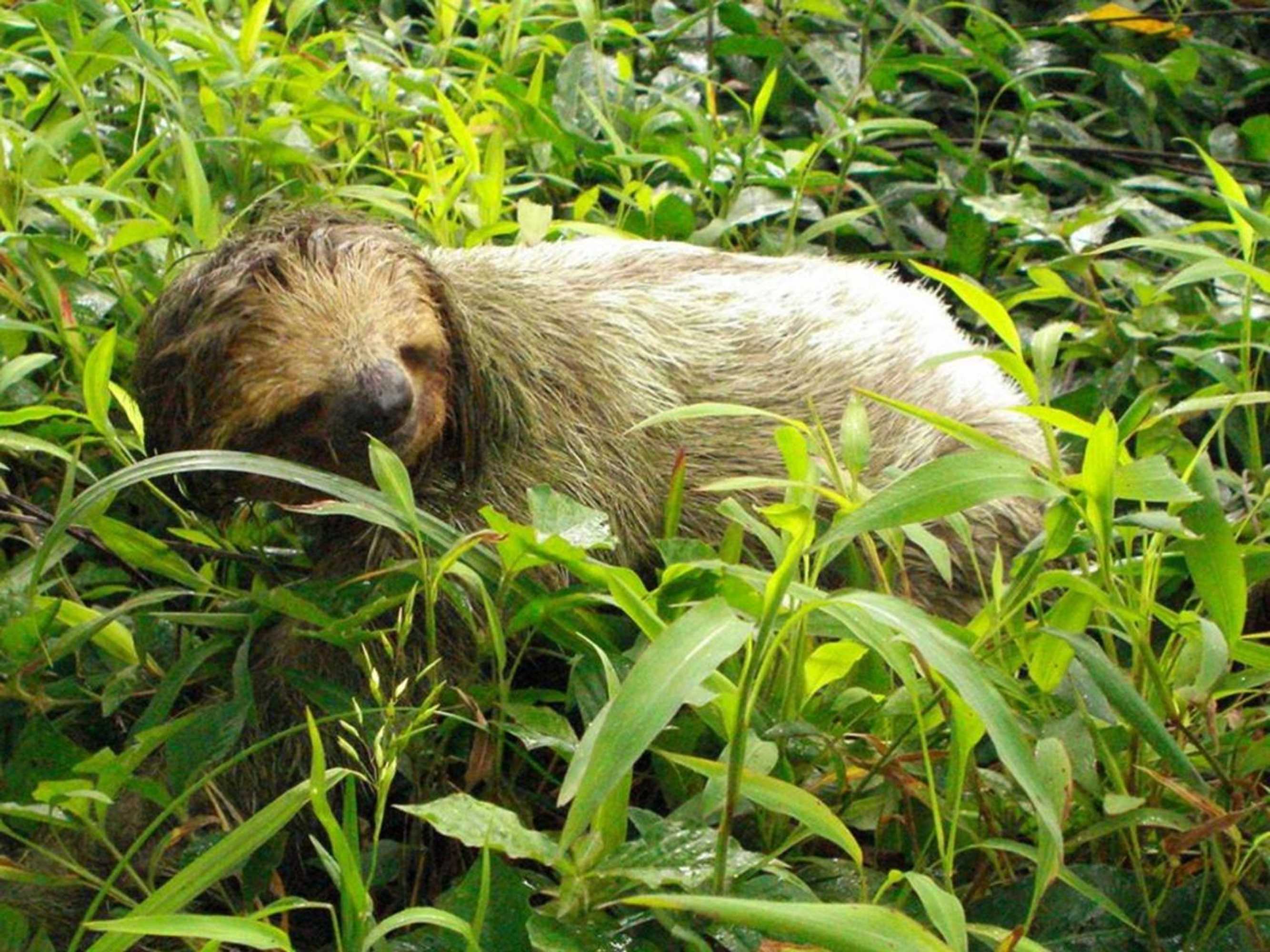 Gift card for Volare