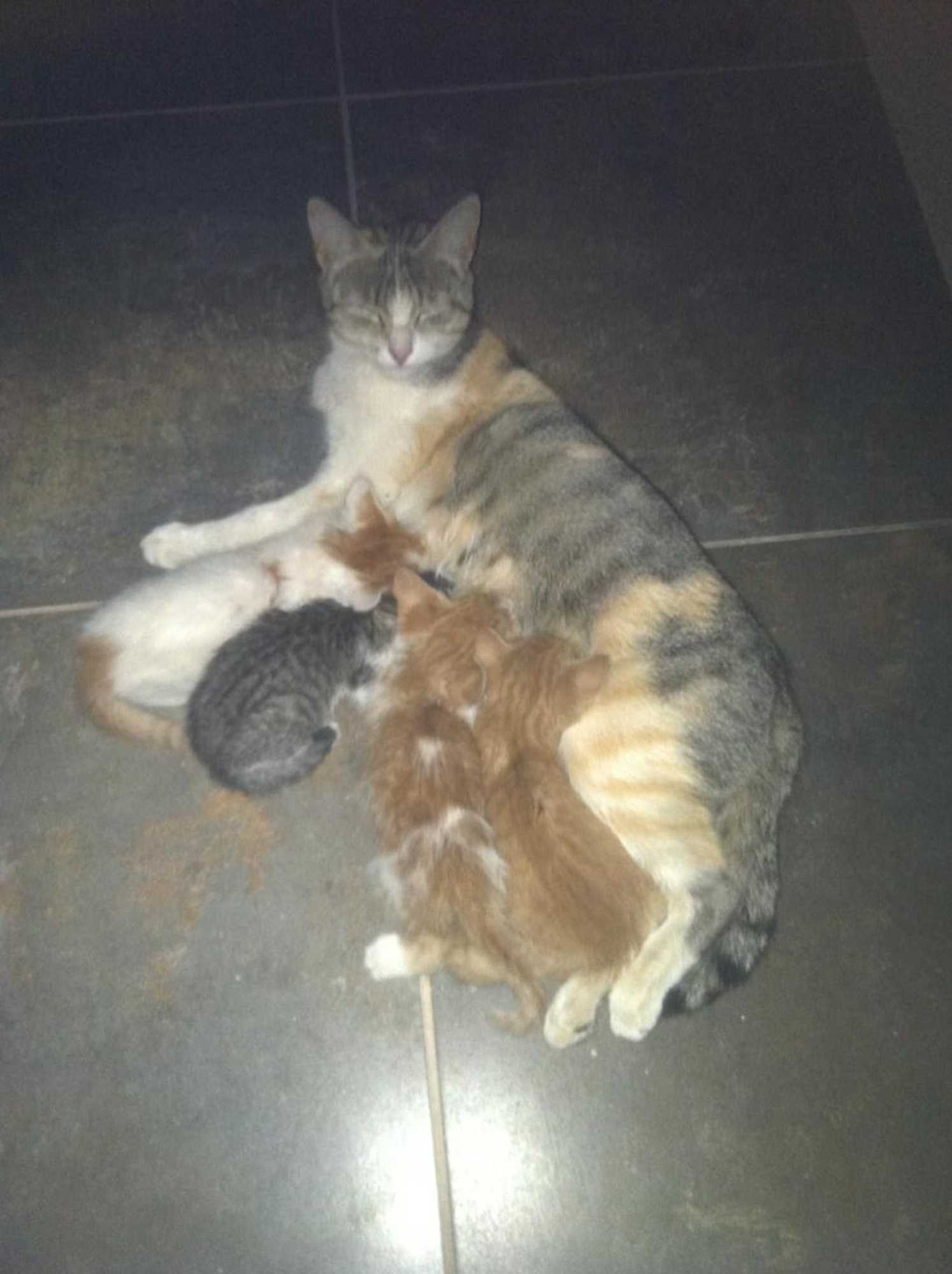 Gift card for Quintas do Valbom e Cuco