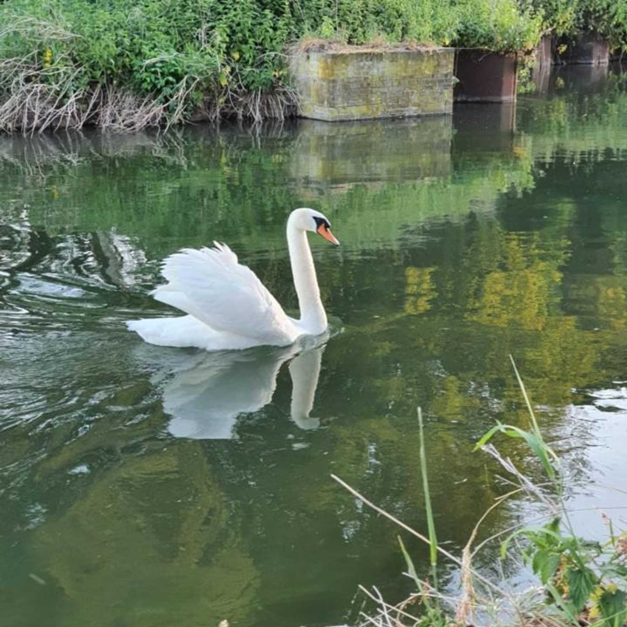 Gift card for De Vliegende Vlinder