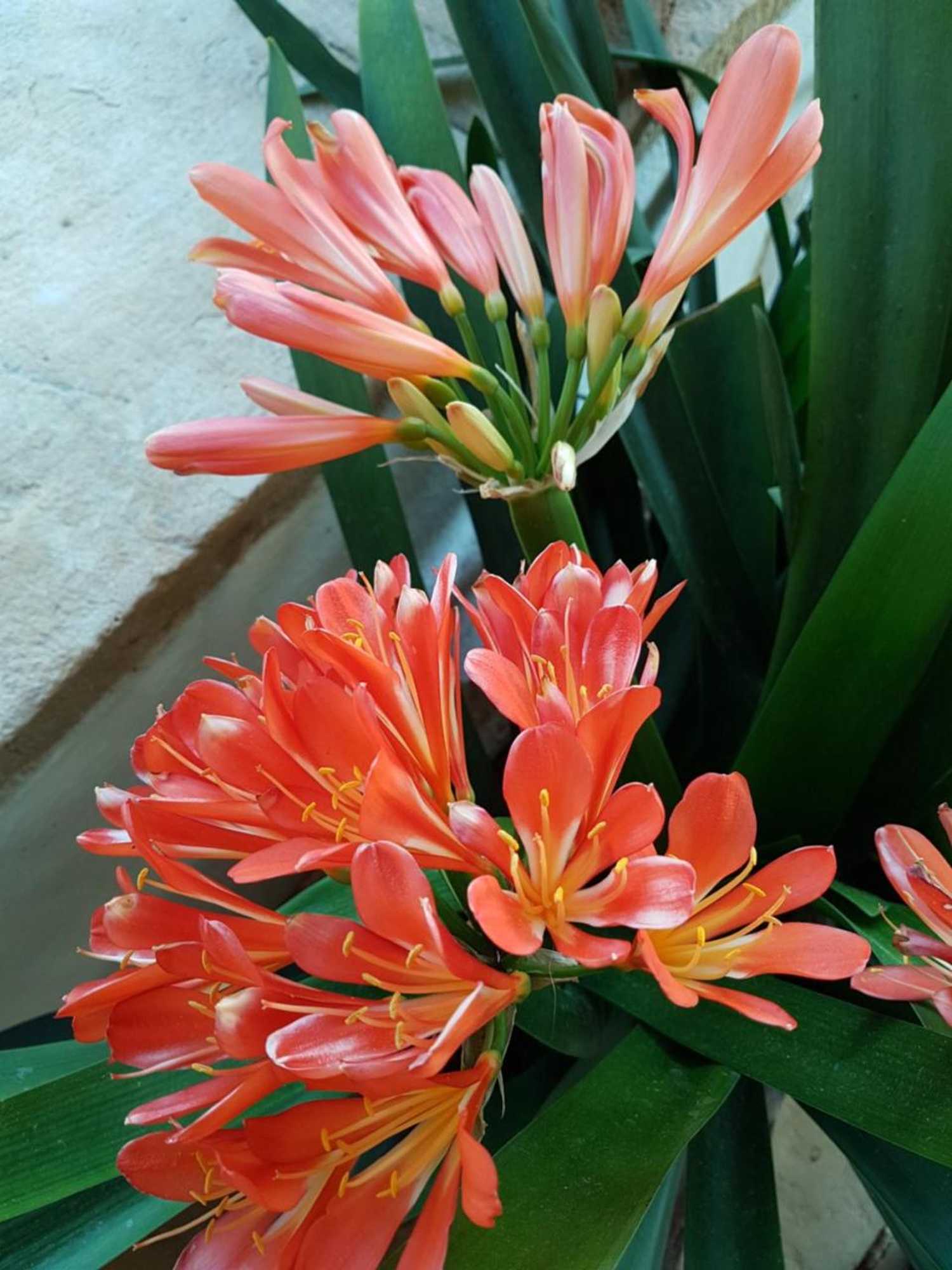 Gift card for Quinta da Bizelga Cottages Gift card for Quinta da Bizelga Cottages