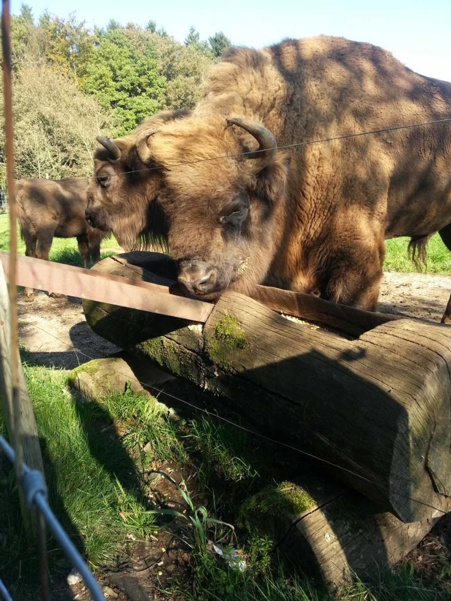 Gift card for Ferienwohnungen Angela