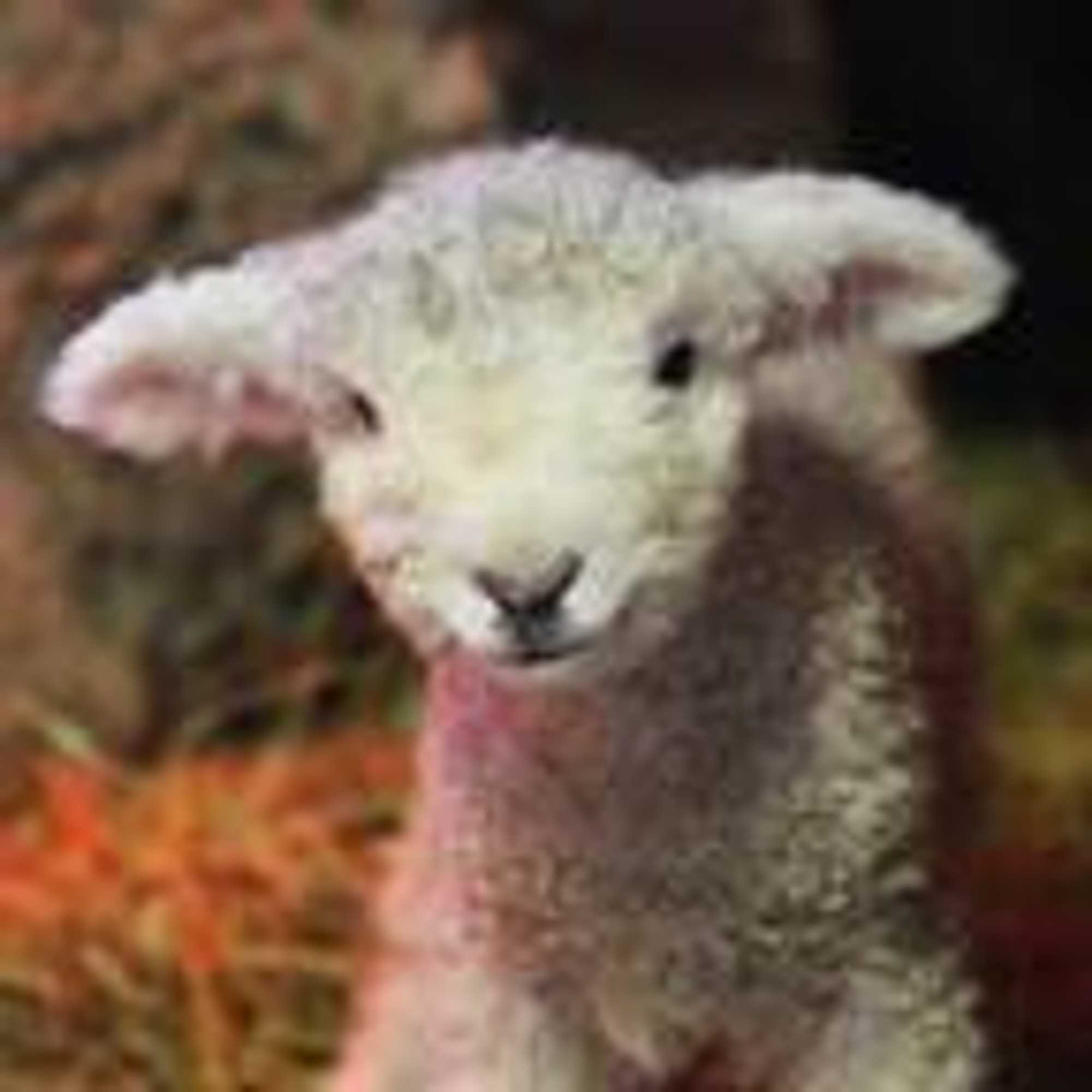 Gift card for De Sneppelhoeve B&b