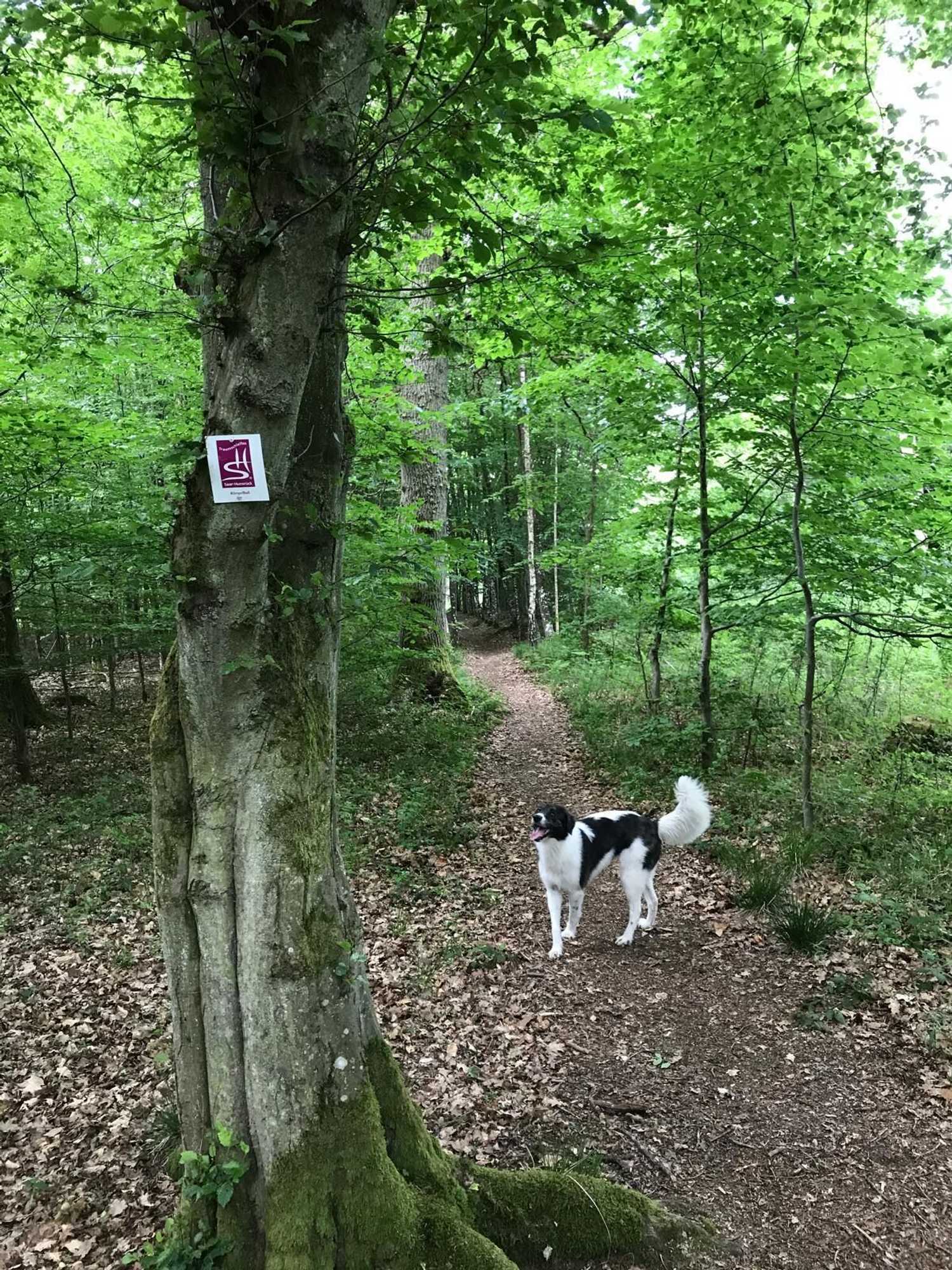 Gift card for Landidyll Hotel-Restaurant Birkenhof