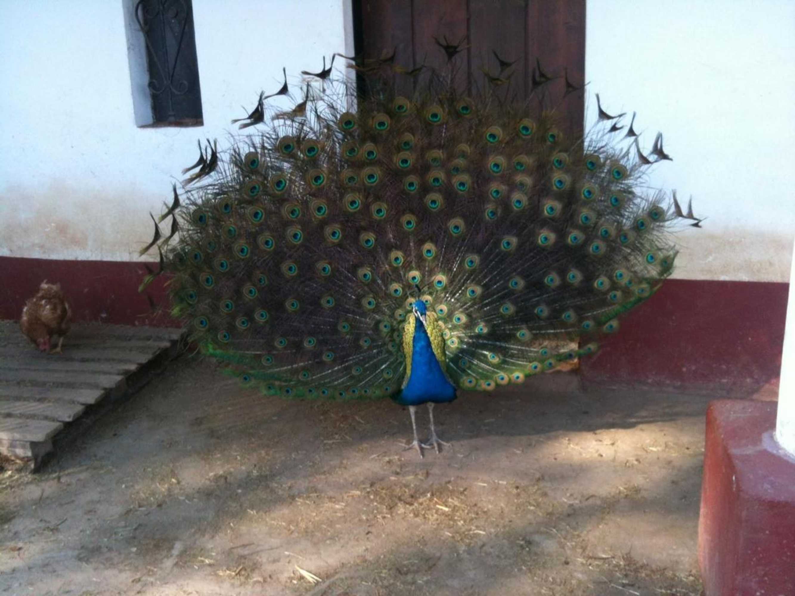 Gift card for Herdade Do Monte Outeiro