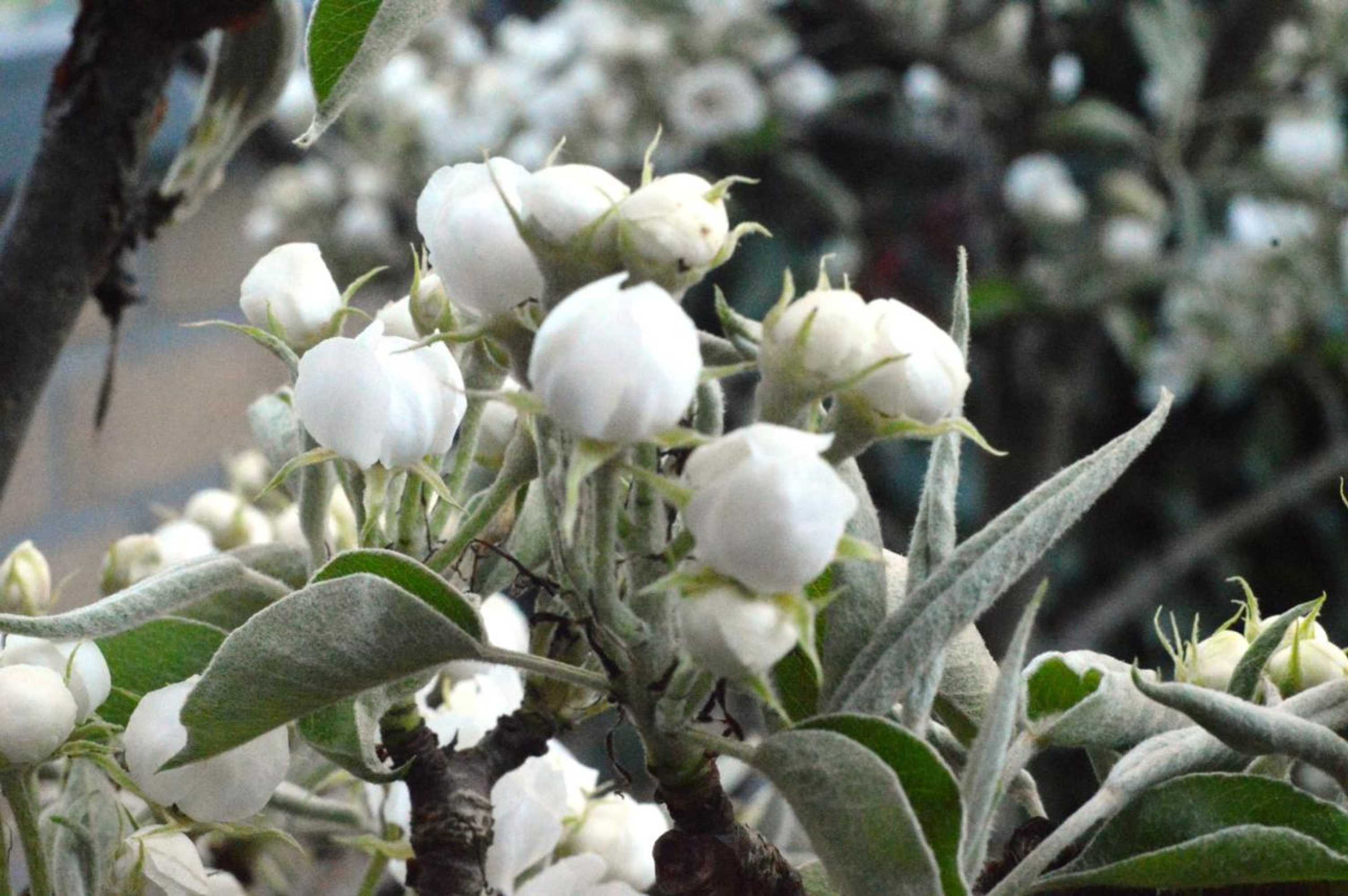 Gift card for Het Pelikaantje