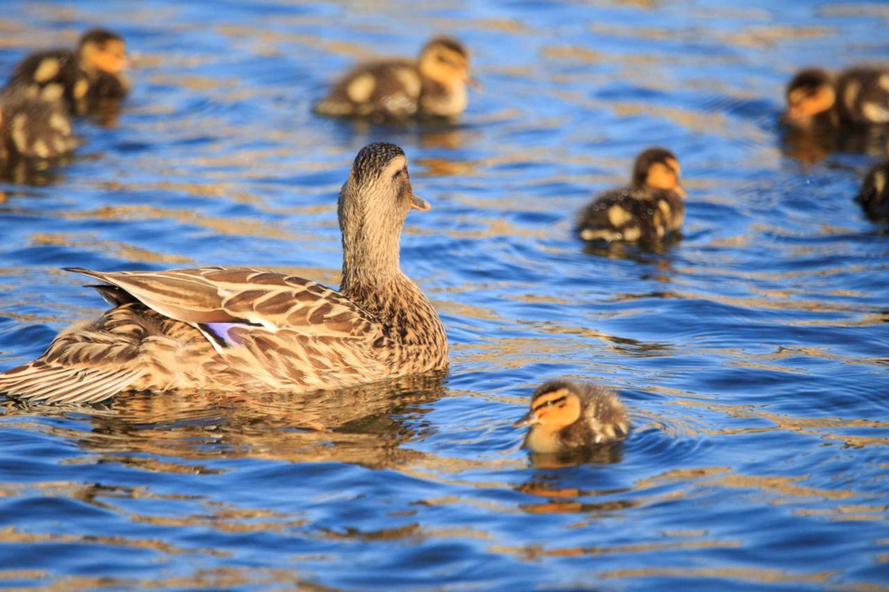 Gift card for Bridge Guest House