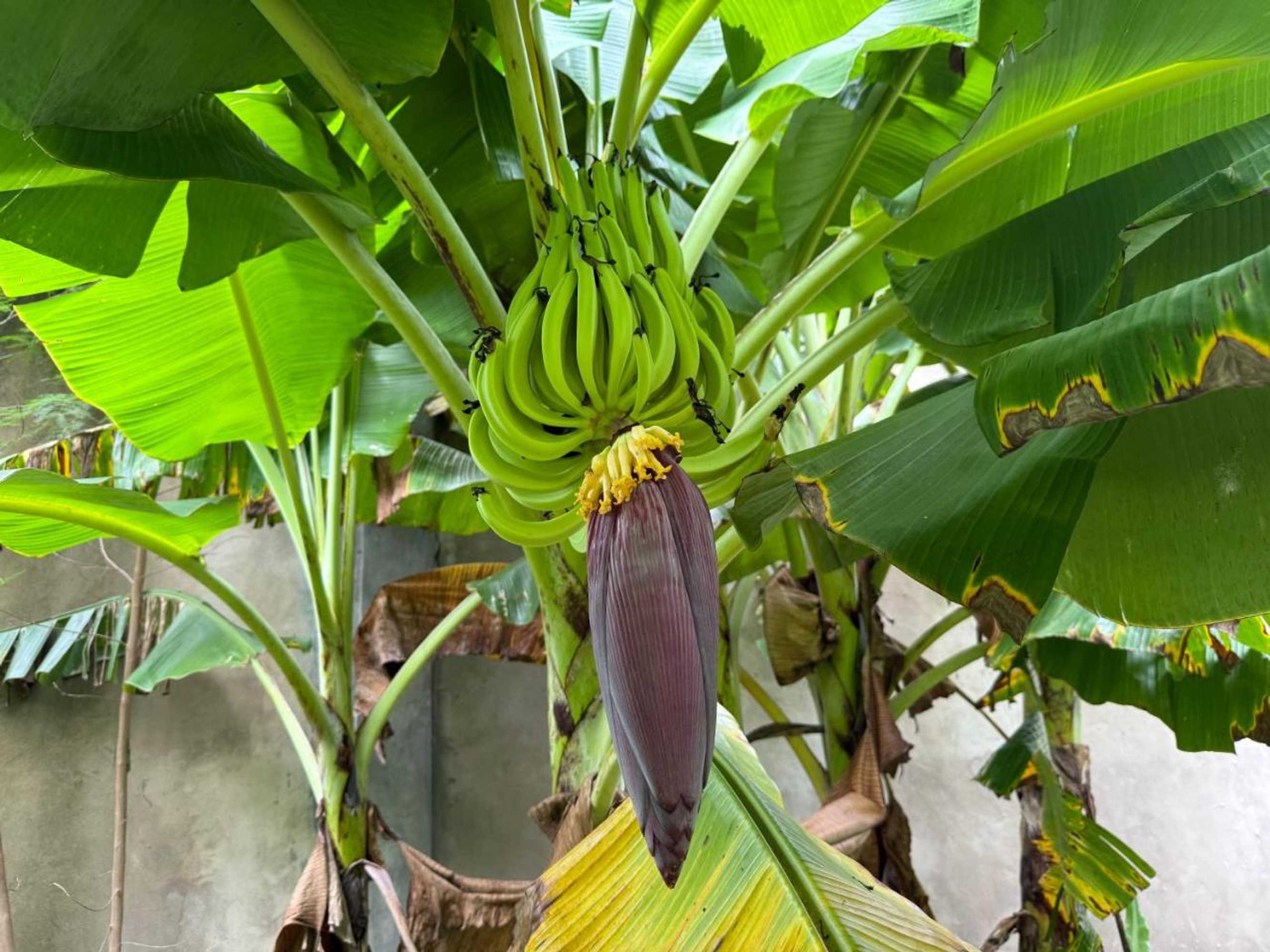 Gift card for Mbweni Ruins & Gardens