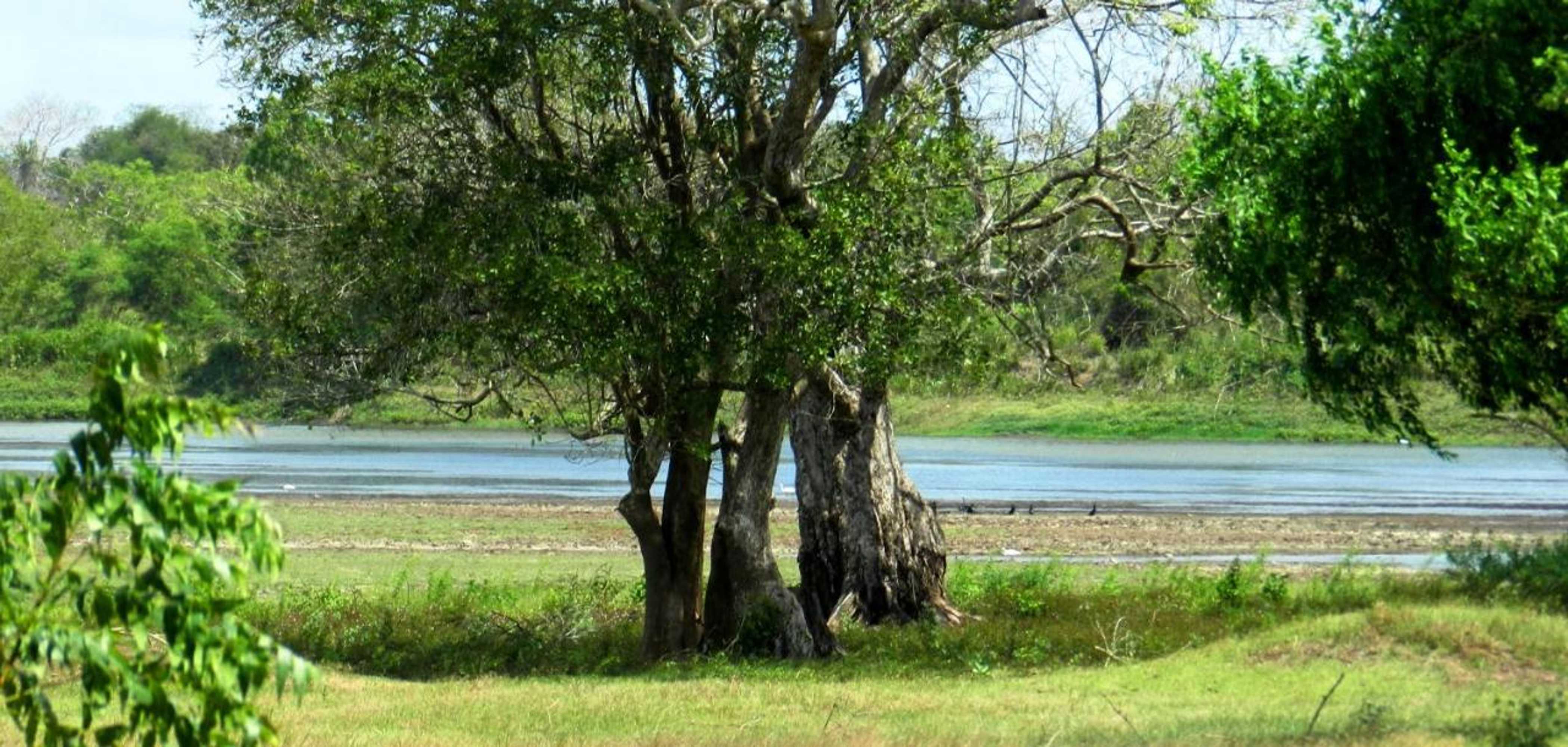 Gift card for The Ibis - Wilpattu