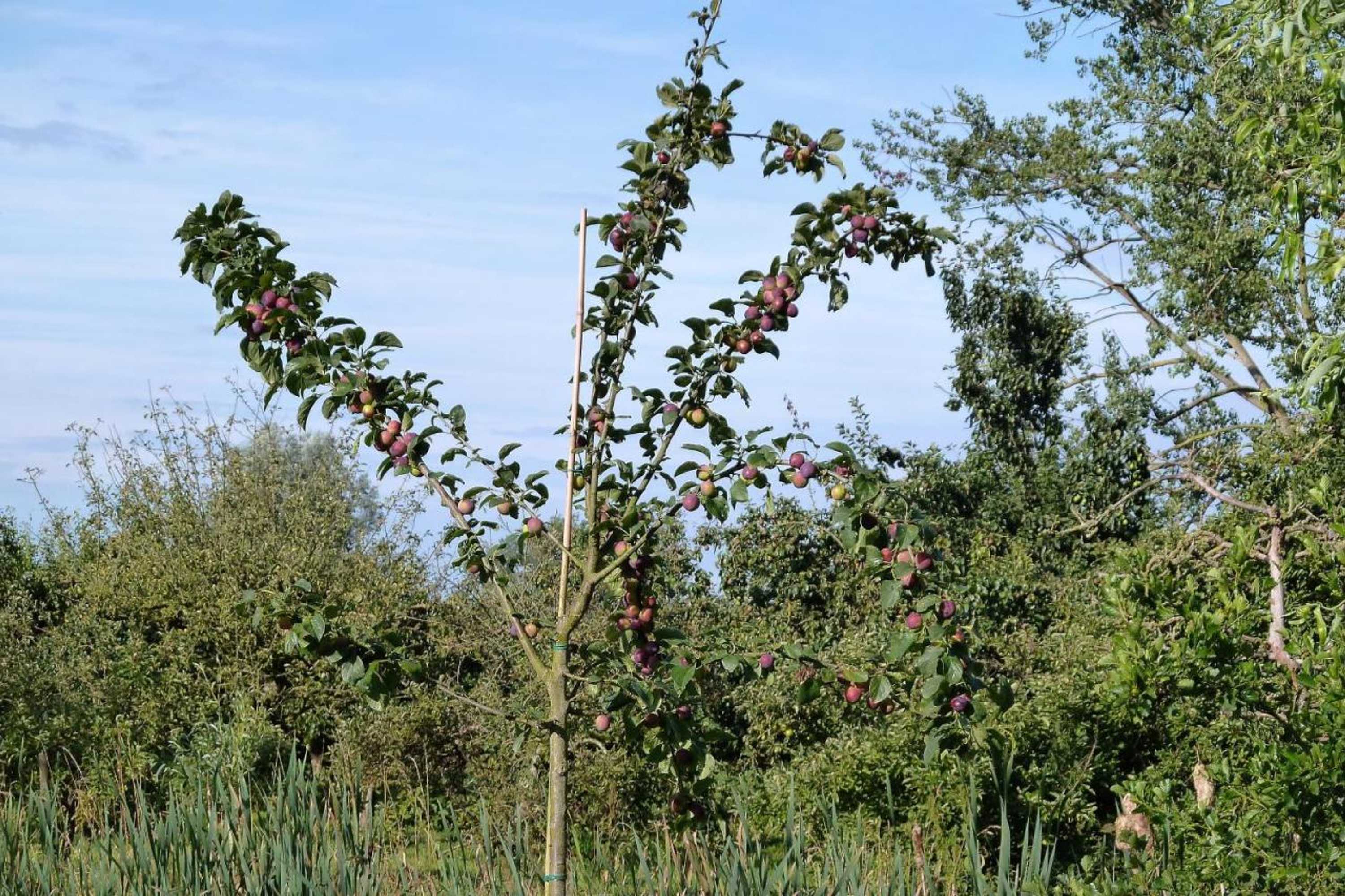 Gift card for Bed&breakfast Hoornaar