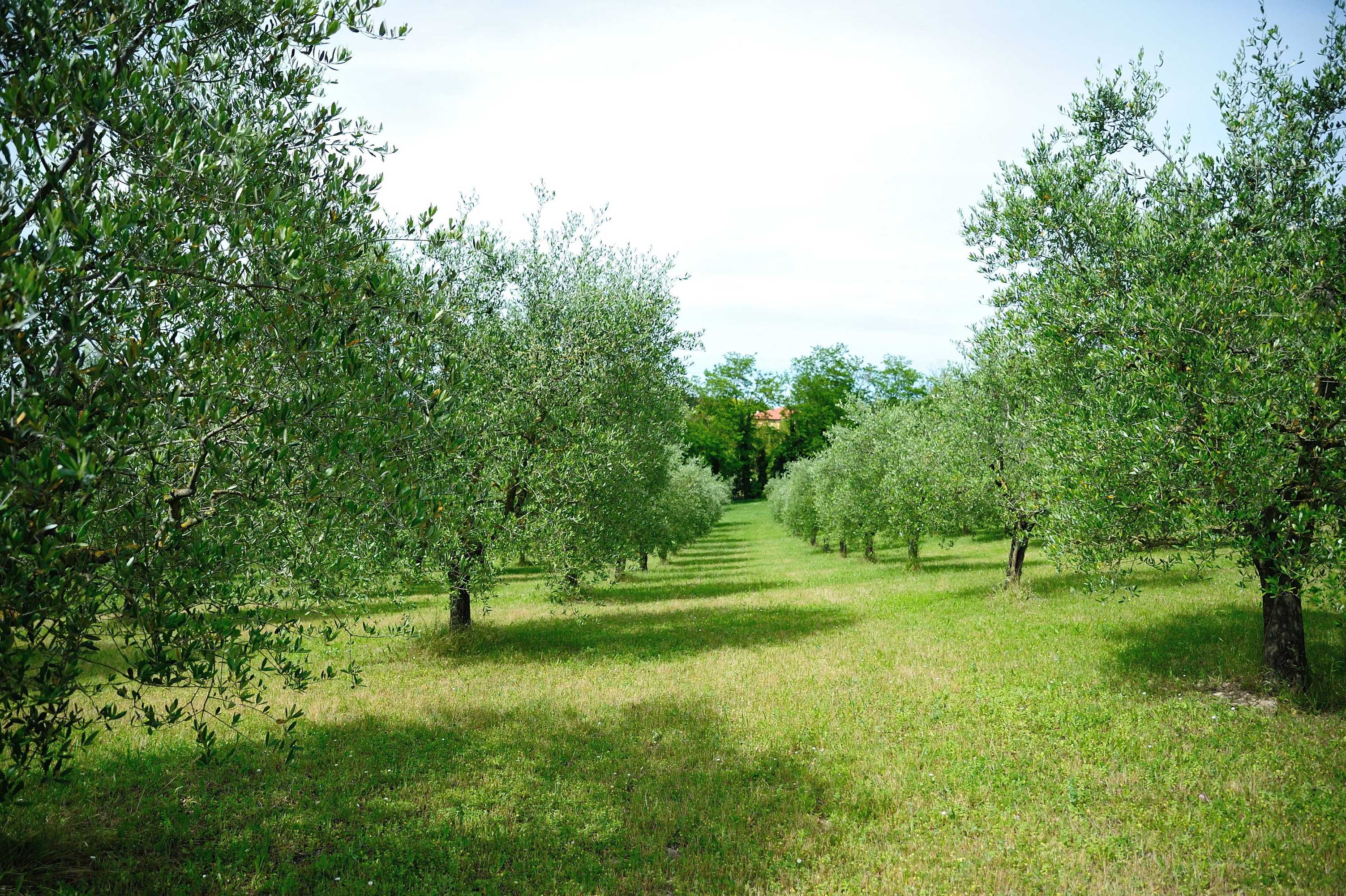 Gift card for Agriturismo al Colle Gift card for Agriturismo al Colle
