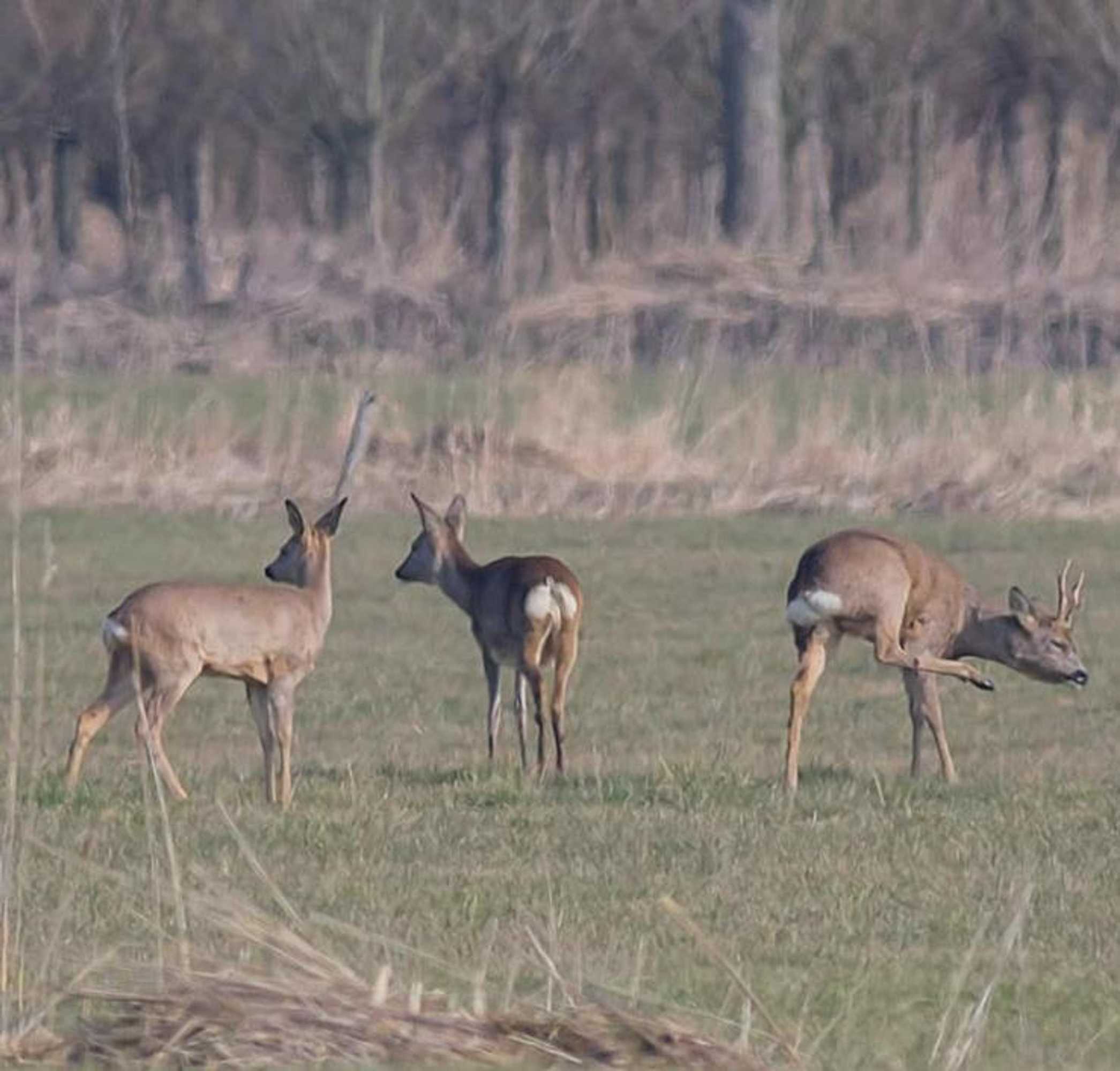 Gift card for Bed & Breakfast de Neust