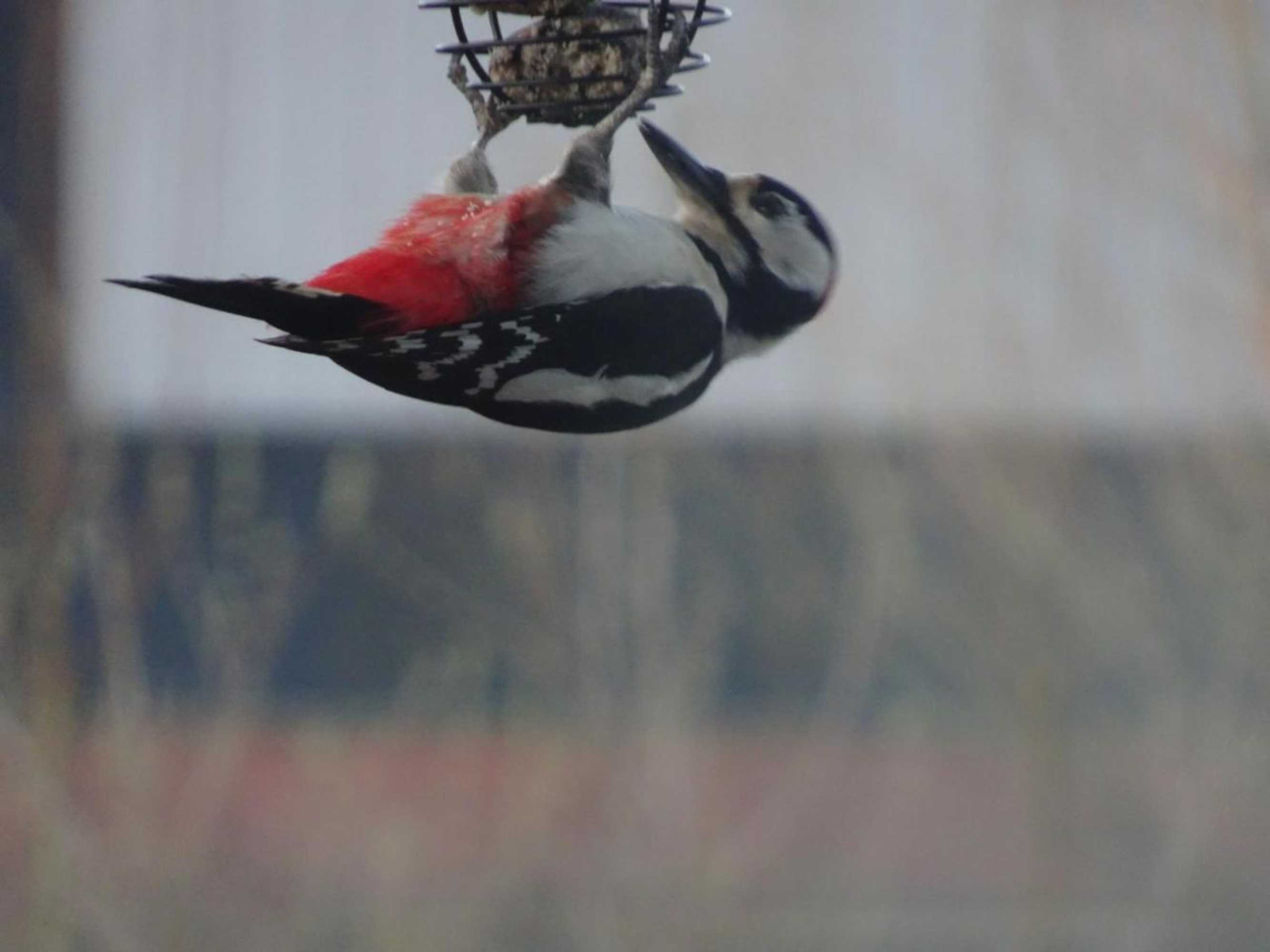 Gift card for De Kopstoof