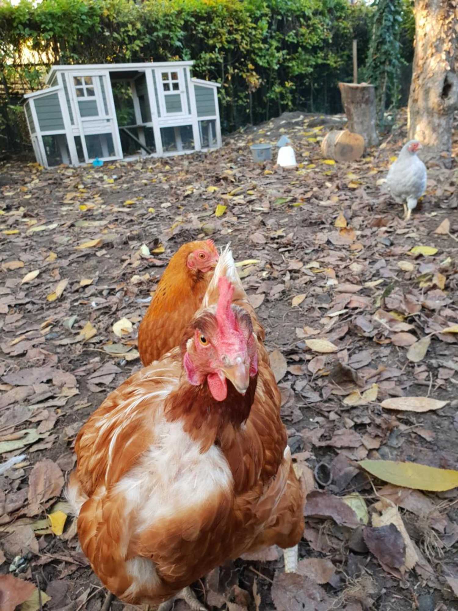 Gift card for B&b Resort Tremele