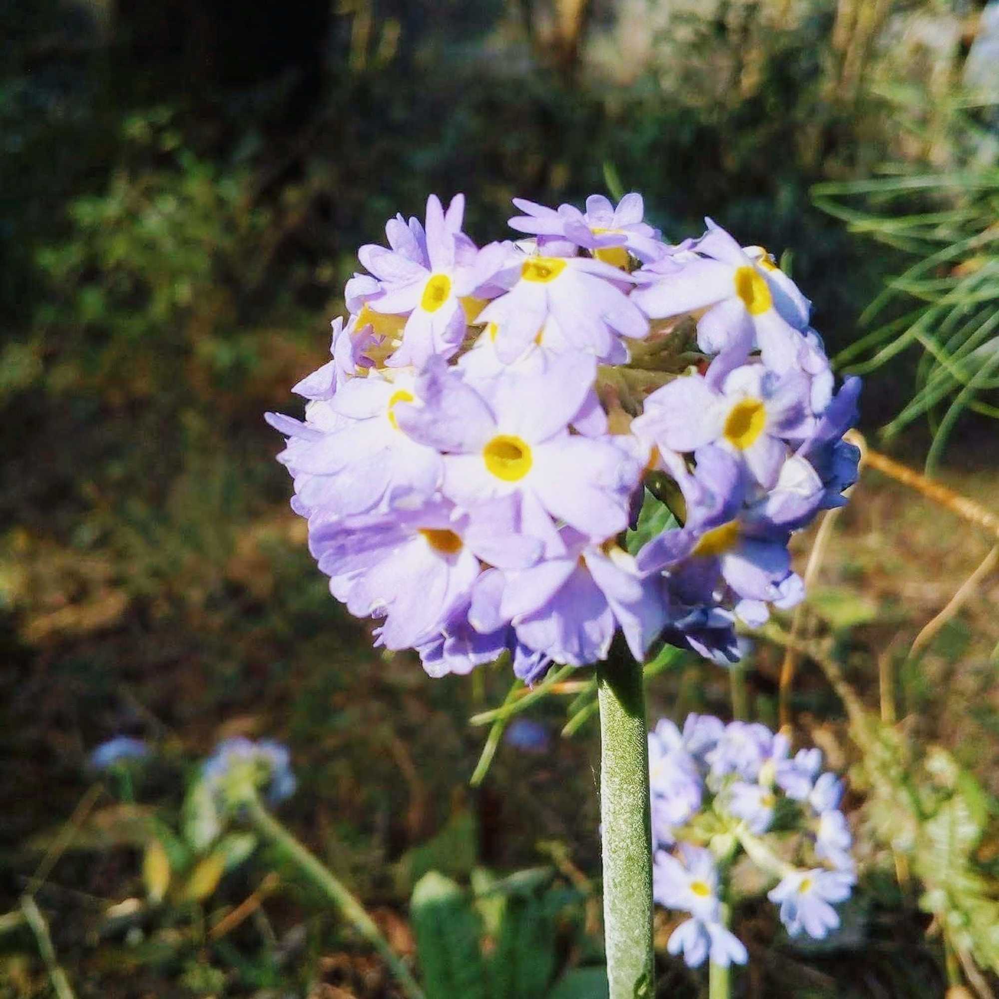 Gift card for Retreat at Damaar