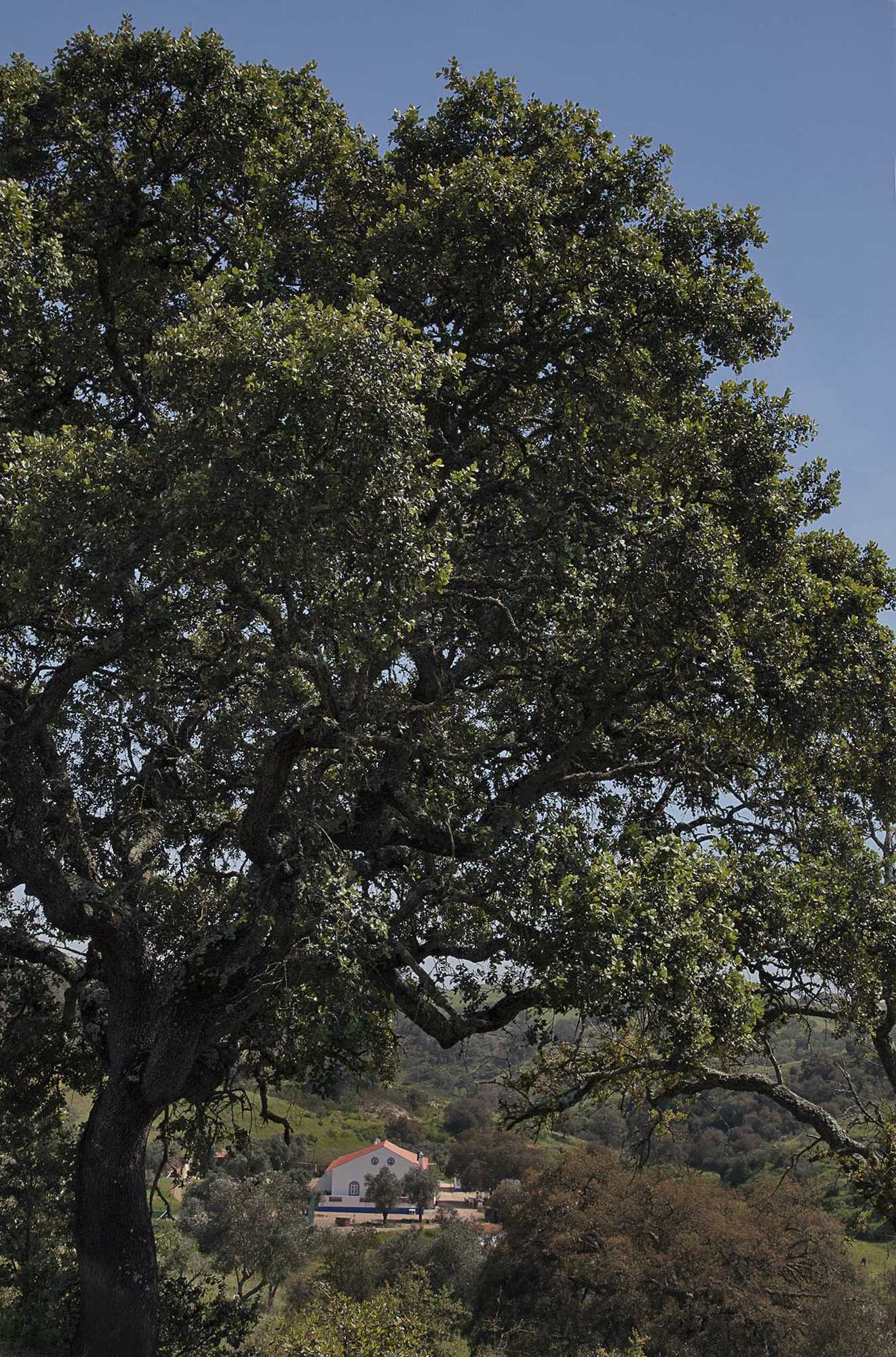 Gift card for Quinta do Chocalhinho Agroturismo & Spa Gift card for Quinta do Chocalhinho Agroturismo & Spa