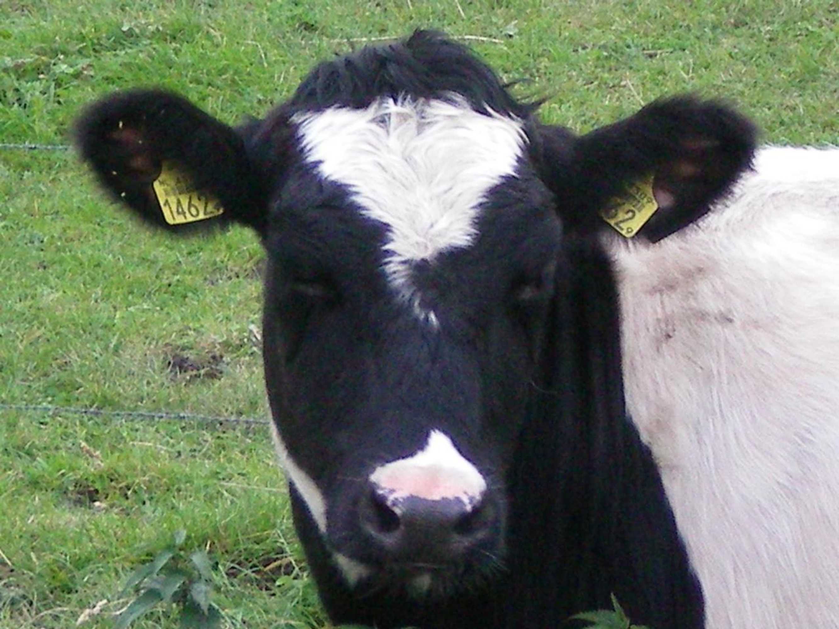 Gift card for Motel Koolen