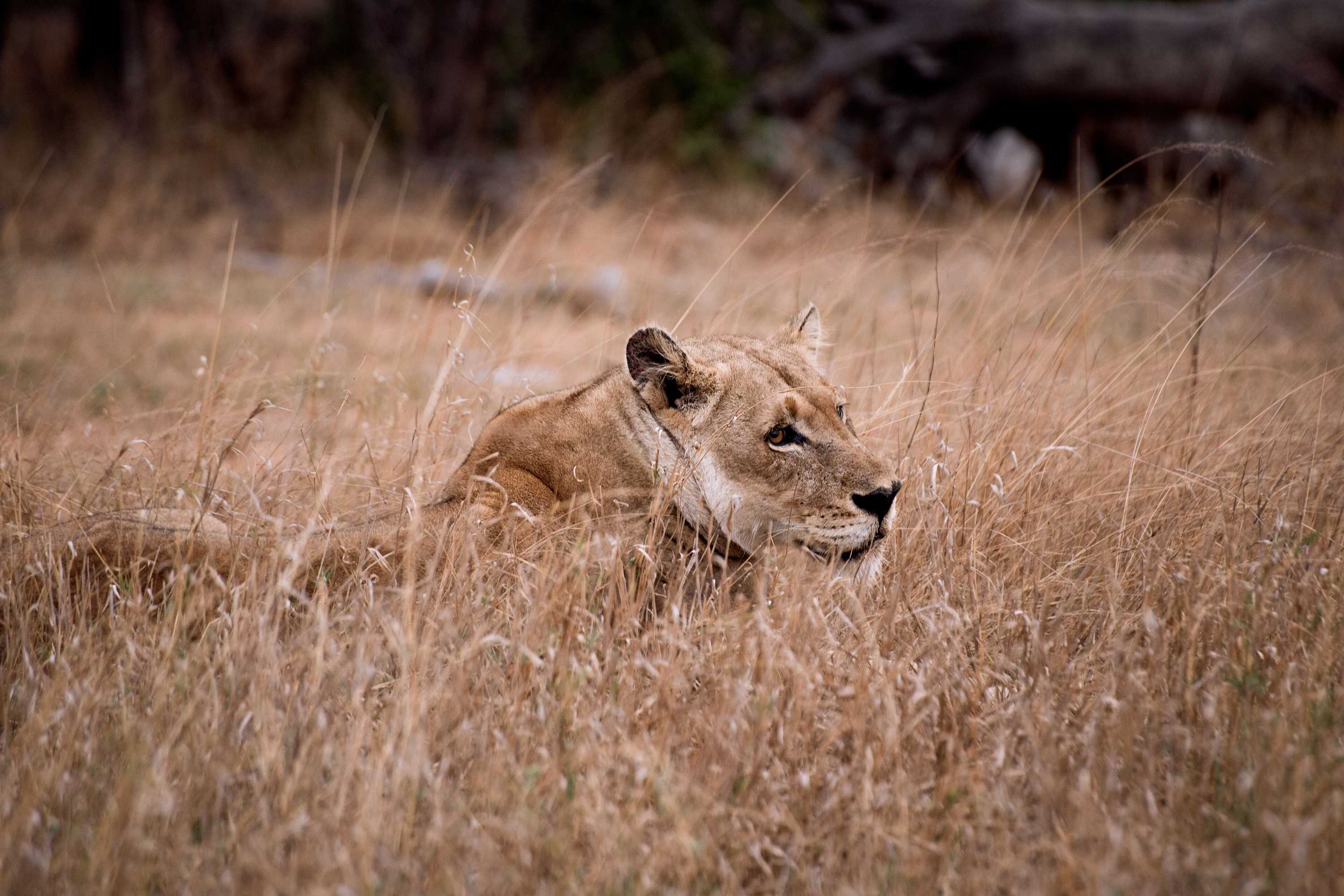 Gift card for Tshukudu Game Lodge Gift card for Tshukudu Game Lodge