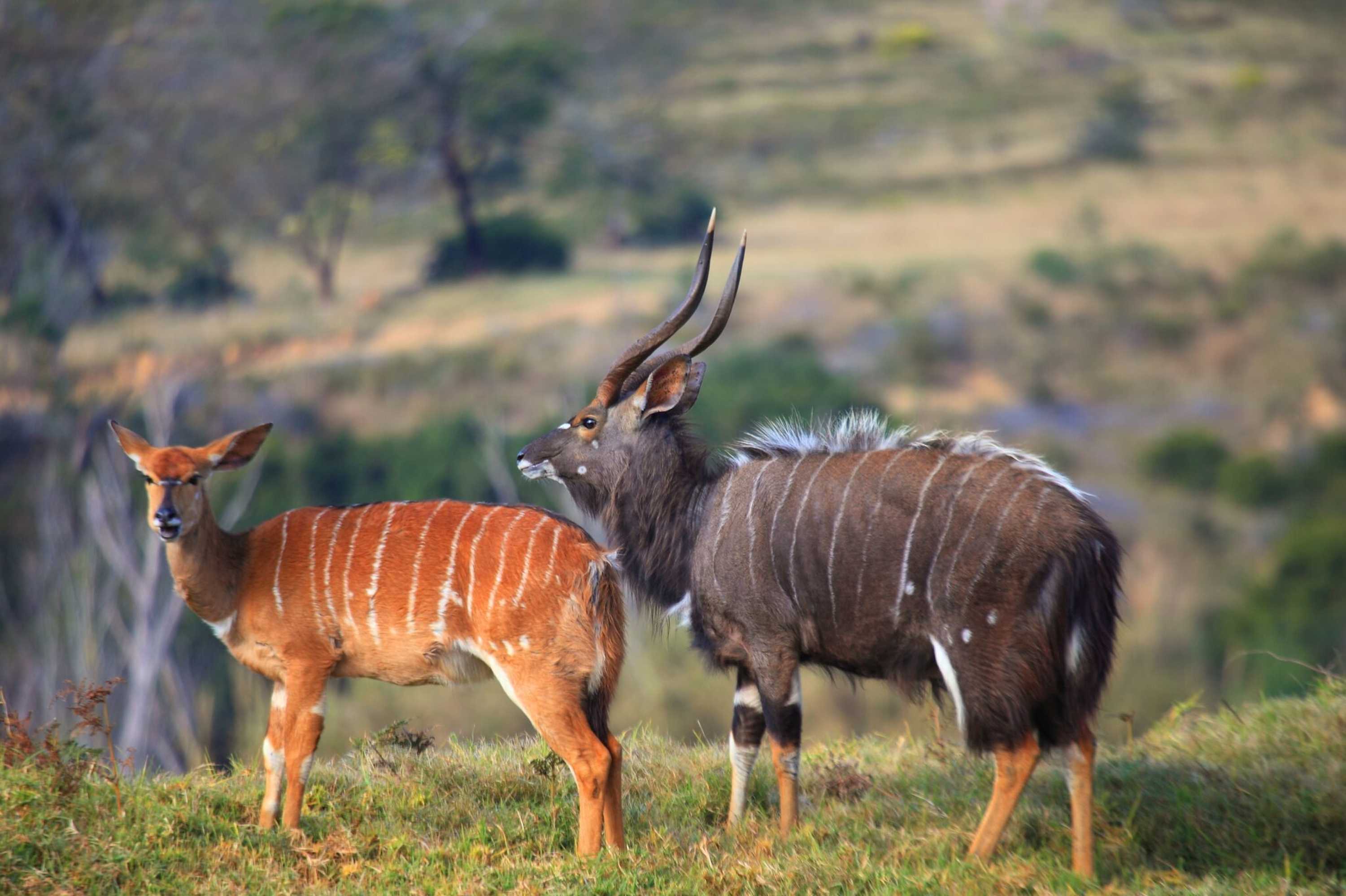 Gift card for Botlierskop Private Game Reserve Gift card for Botlierskop Private Game Reserve