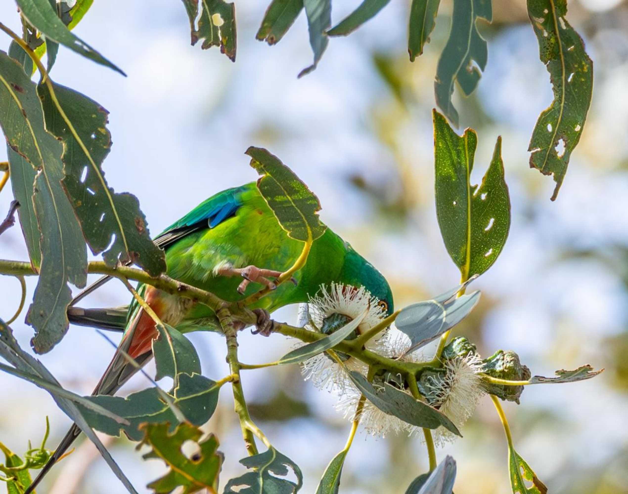 Gift card for Parnella Kettering