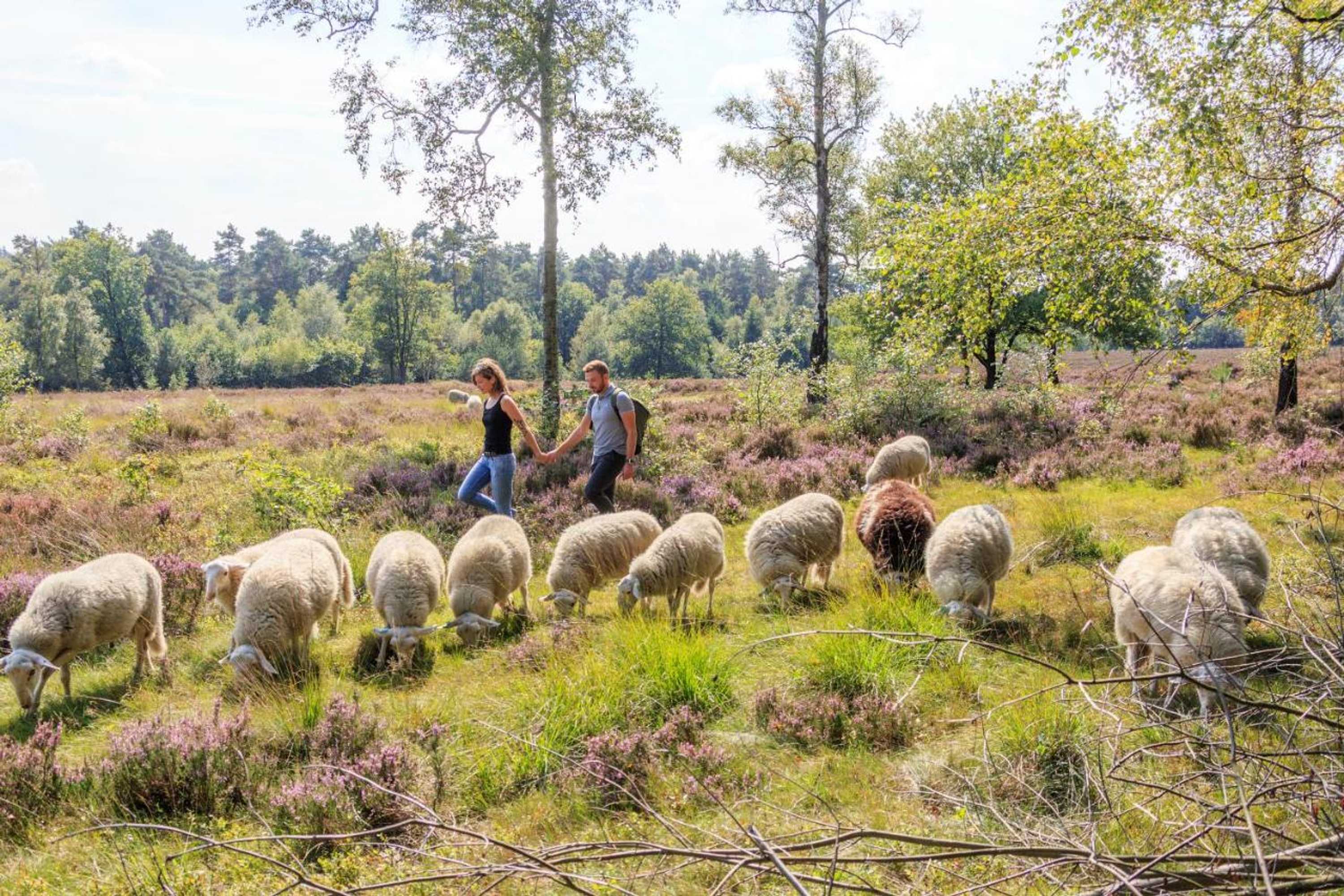 Gift card for Kruller - Hotel B&b