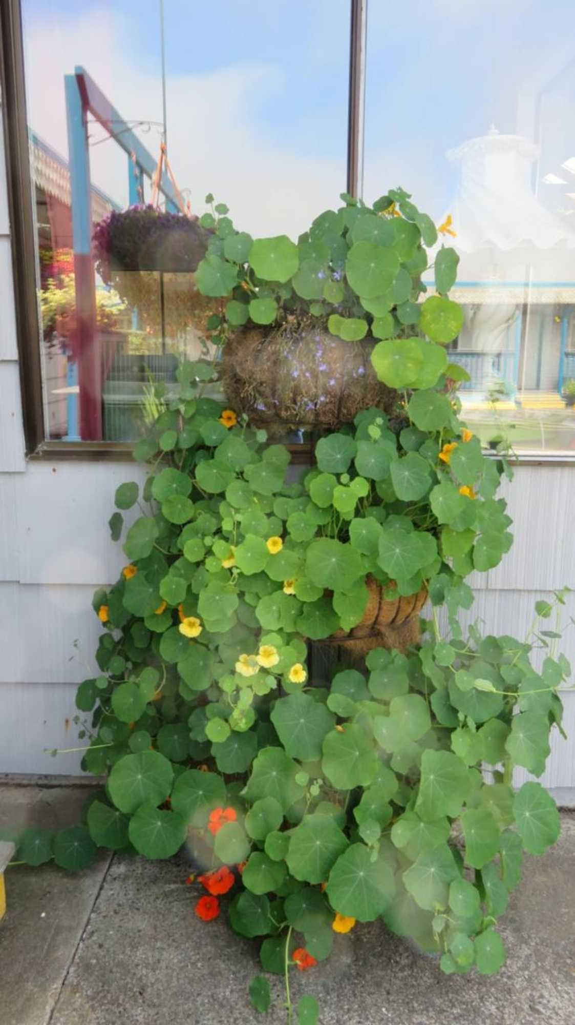 Gift card for Mermaid Inn