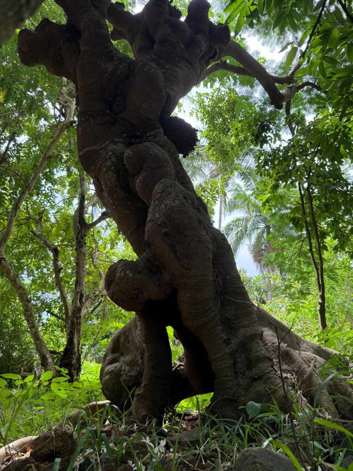 Gift card for Mbweni Ruins & Gardens