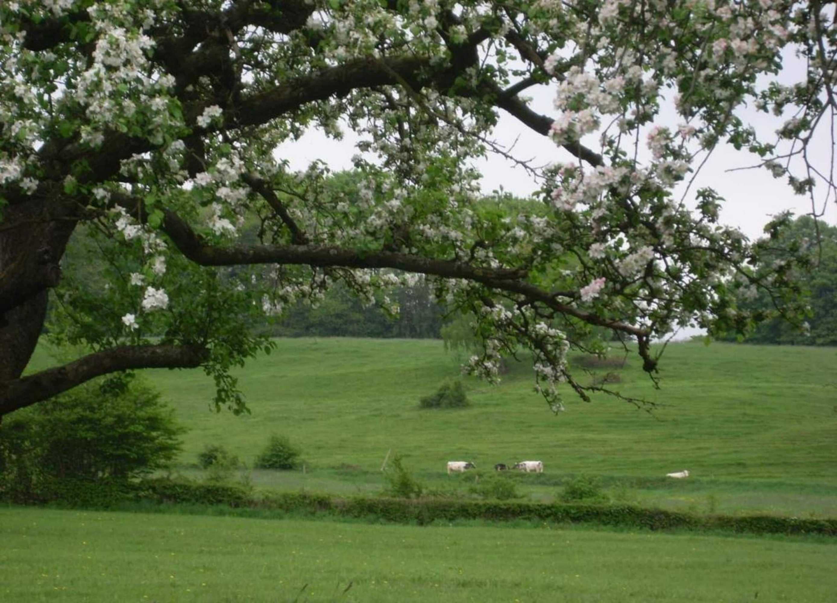 Gift card for Rosselaer Villa With Pool