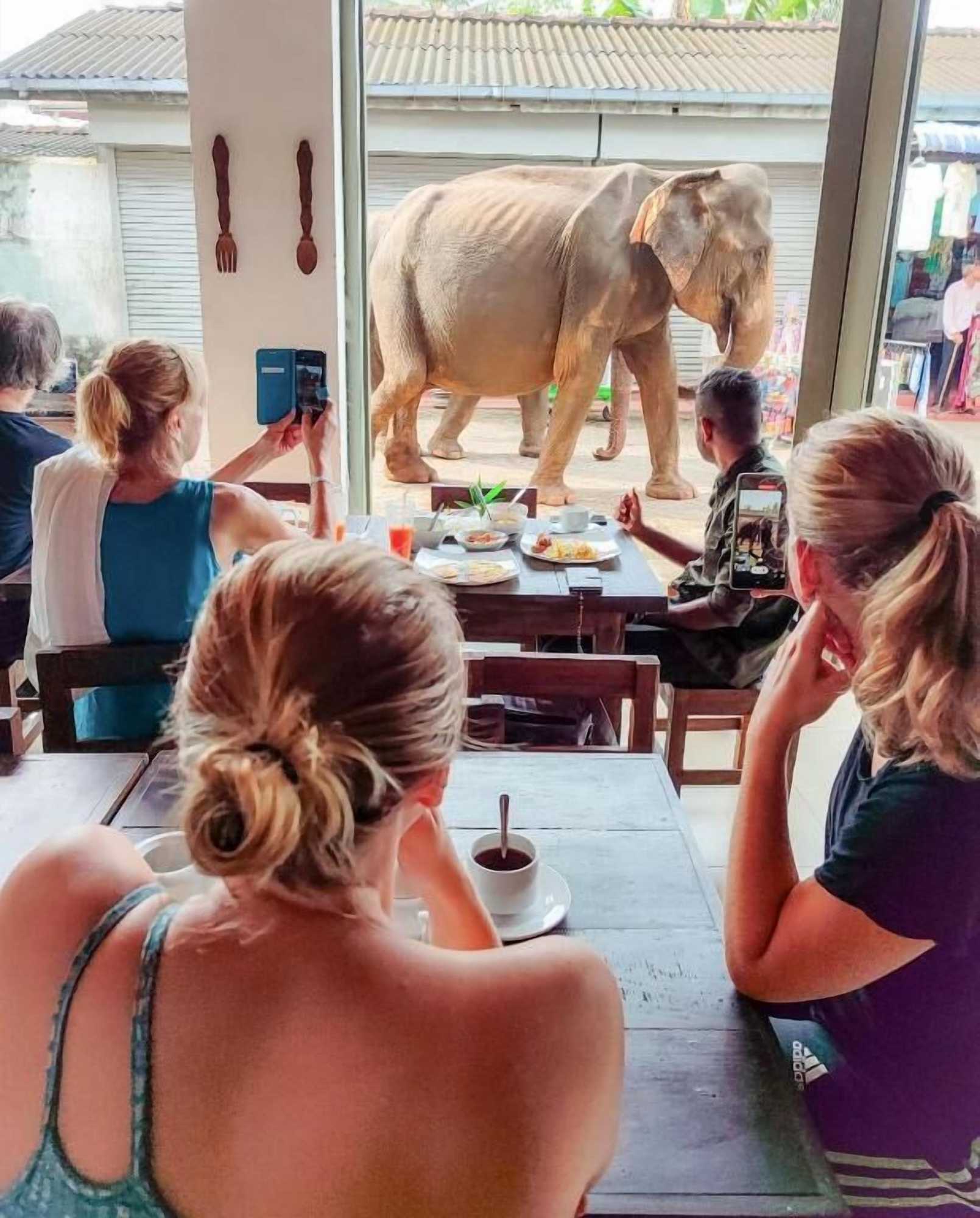Gift card for Elepath Lodge - Pinnawala