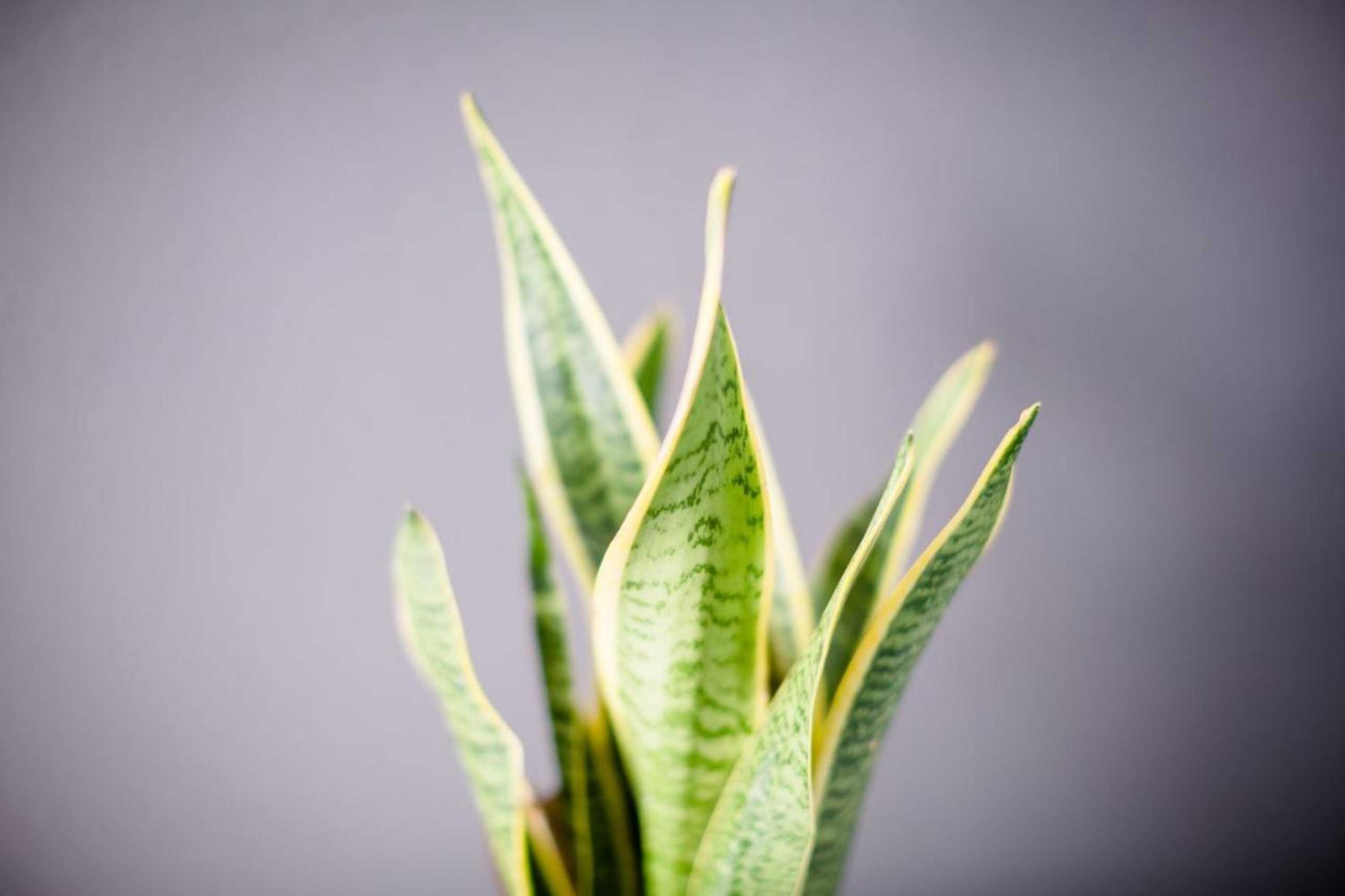 Gift card for Hotel Conchiglia